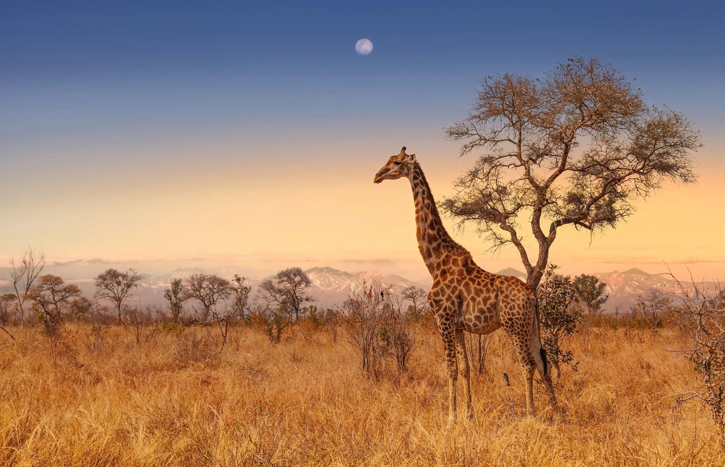 Evening sky and a Giraffe standing by a tree in Kruger National Park