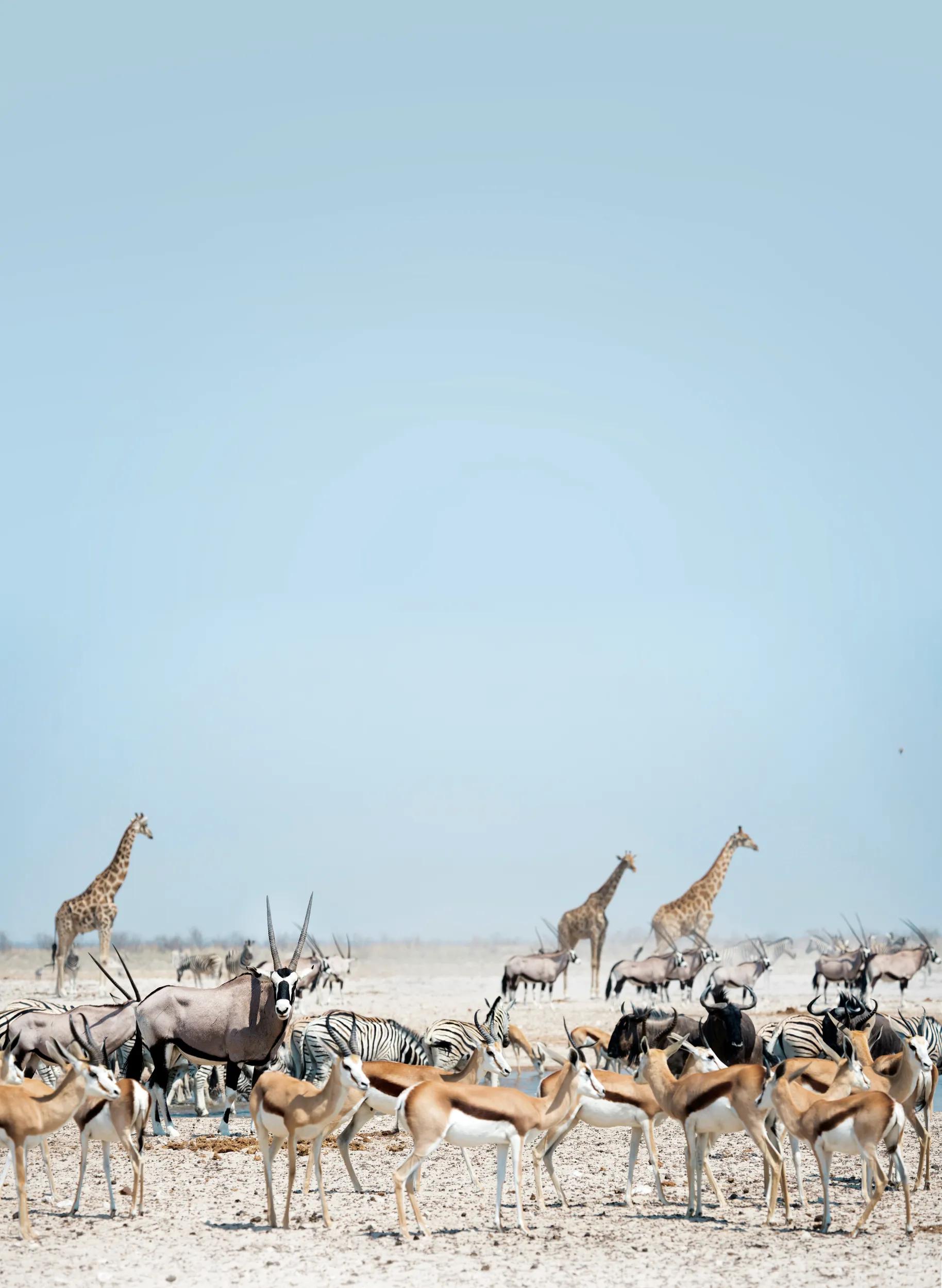 Namibia, Etosha National Park, wild animals at a waterhol