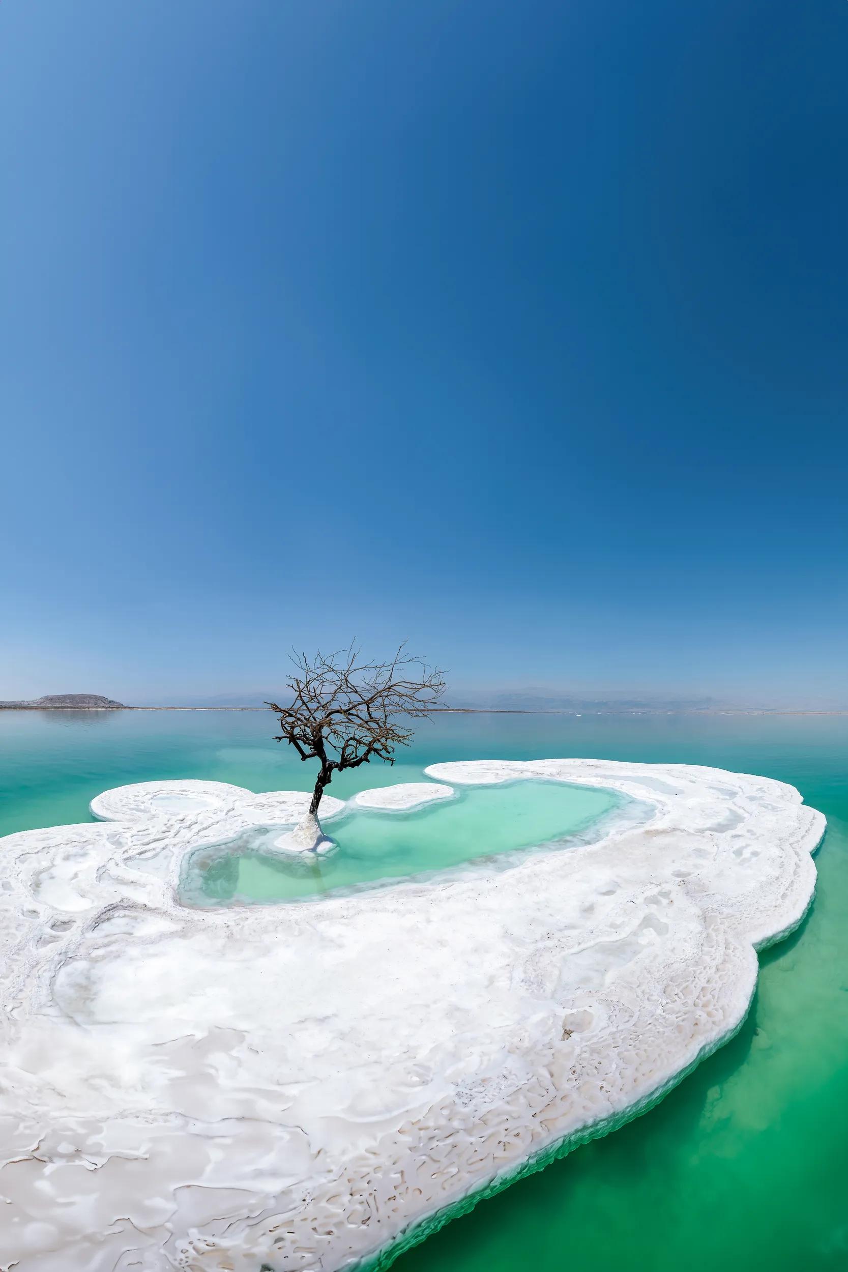 A dead tree surrounded by salt in the Dead Sea, Israel