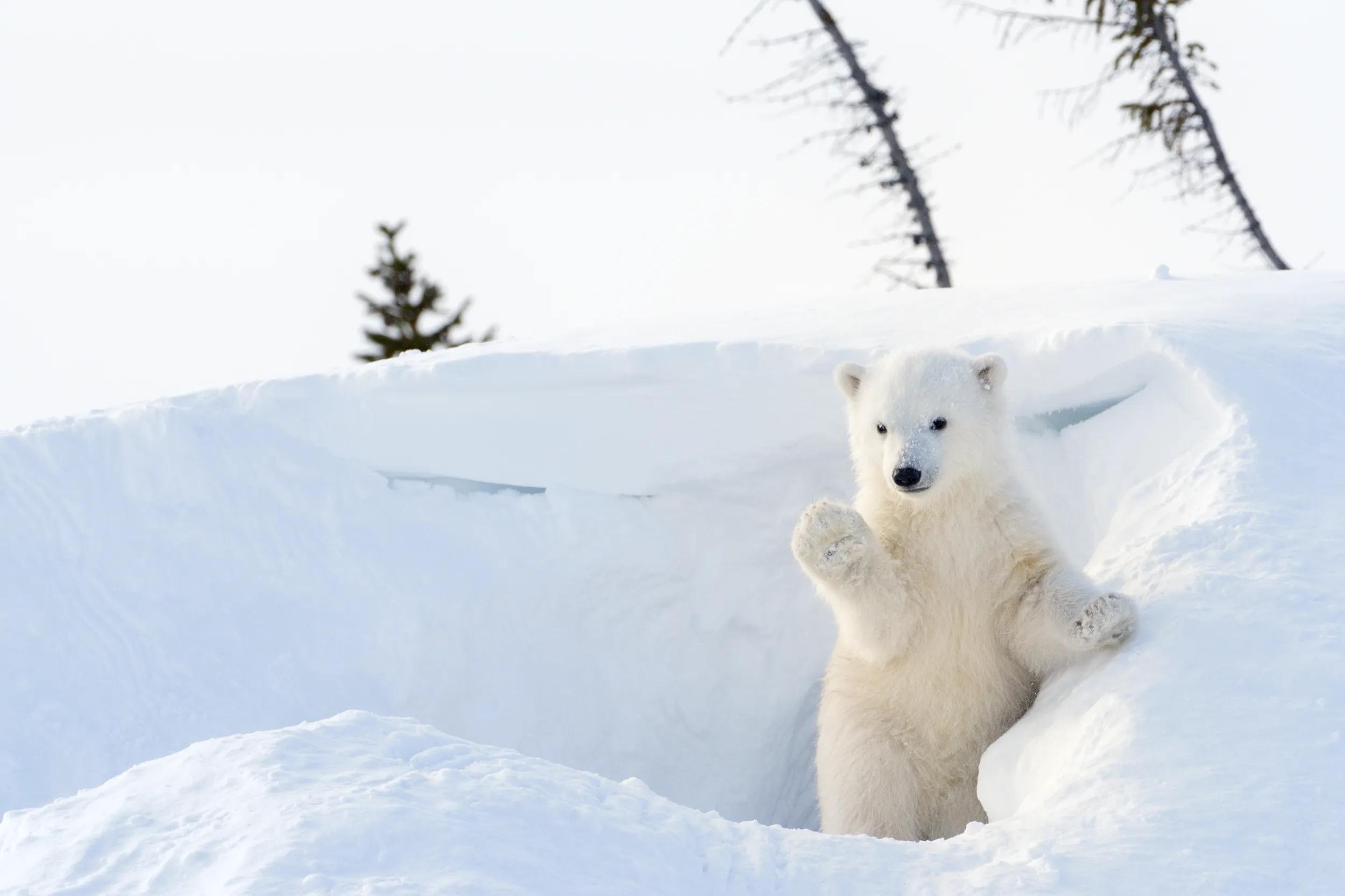 a-generic-polar-bear-in-snow-206652934-s