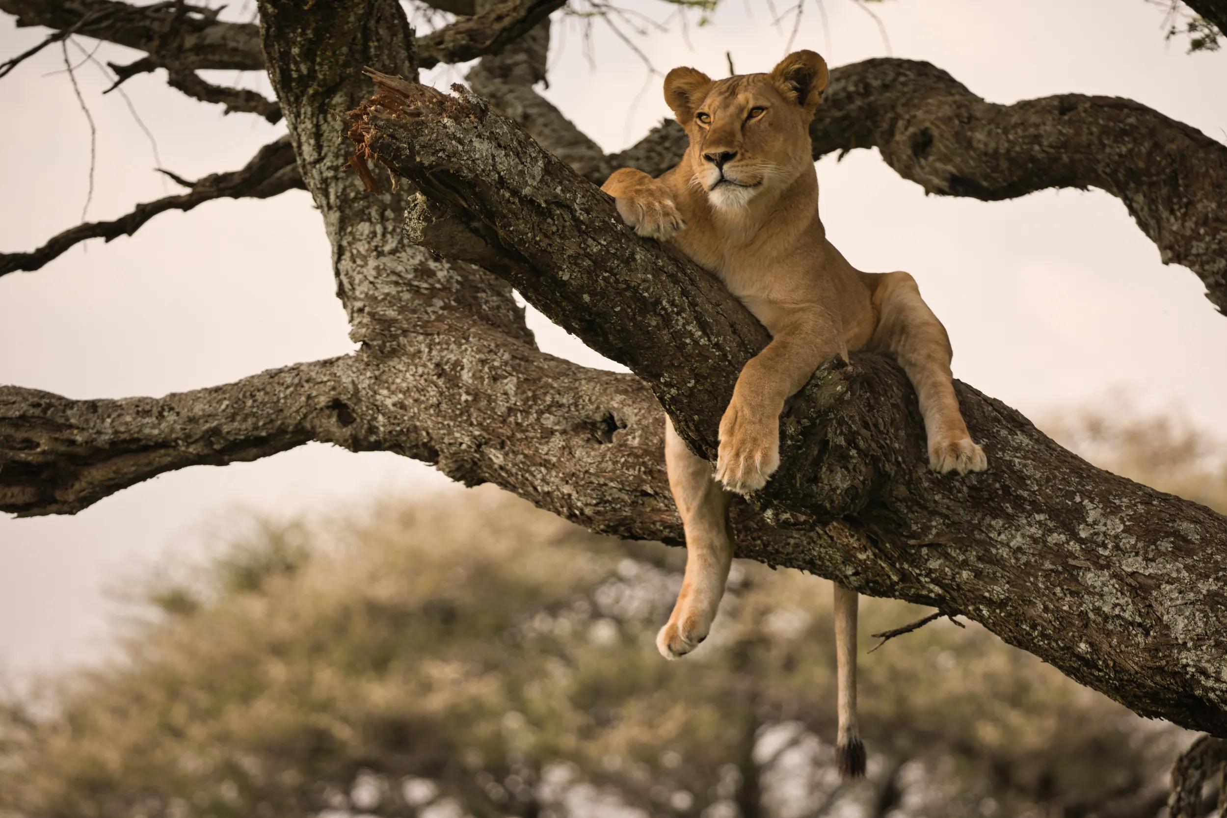 lioness on the tree. Serengeti National Park. Tanzania. Africa