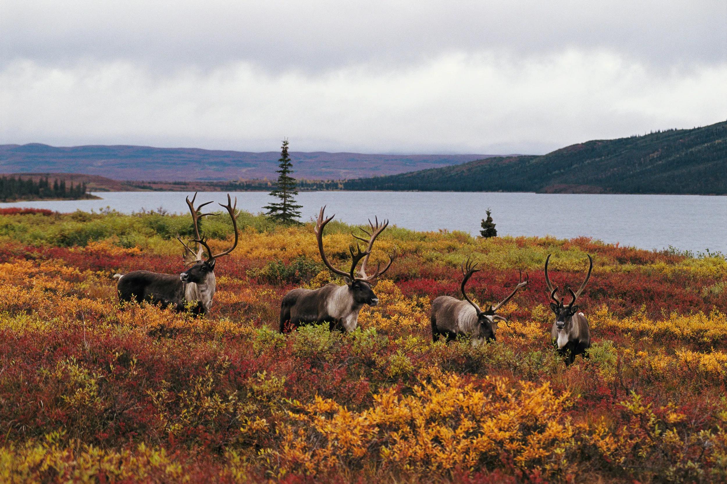 Wonder Lake, Denali National Park, Alaska, USA