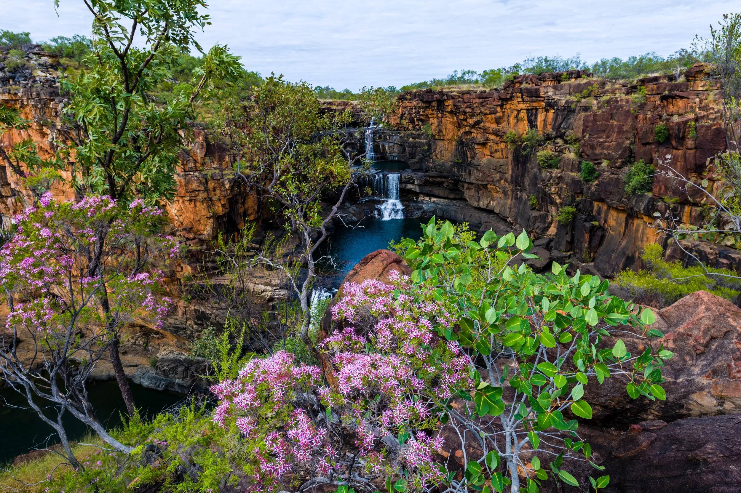 The Mitchell River cascades down sandstone tiers in waterfalls behind Turkey Bush flowers.