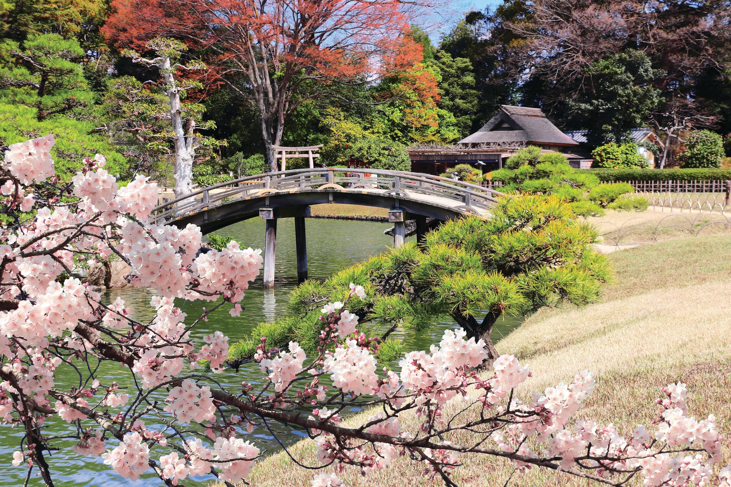 Blooming sakura, decorative bridge and pine in Koishikawa Korakuen garden, Okayama, Japan. Japanese hanami festival when people enjoy sakura blossom. Cherry blossoming season in Asia