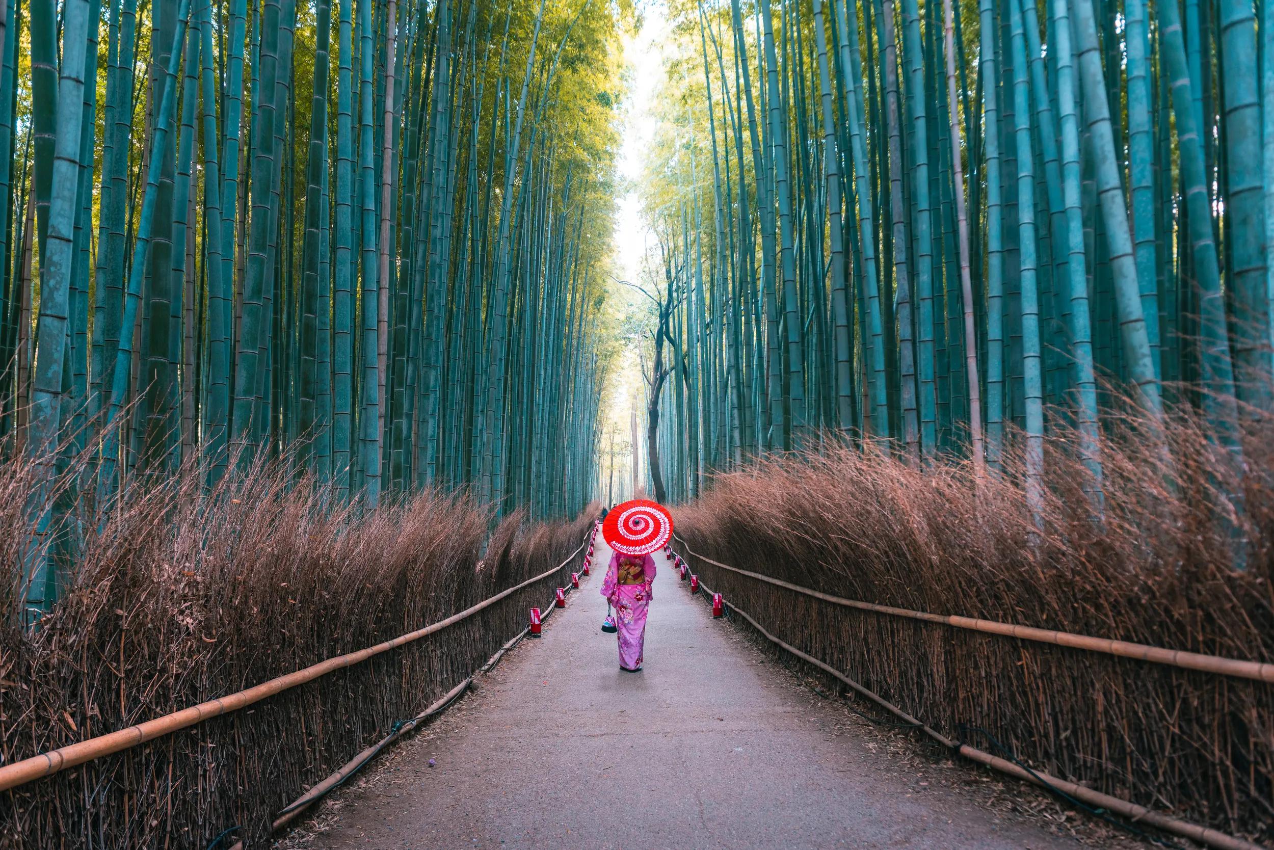 Woman with traditional kimono dress and umbrella walking along the pathway in the bamboo forest of Arashiyama, Kyoto prefecture, Japan.