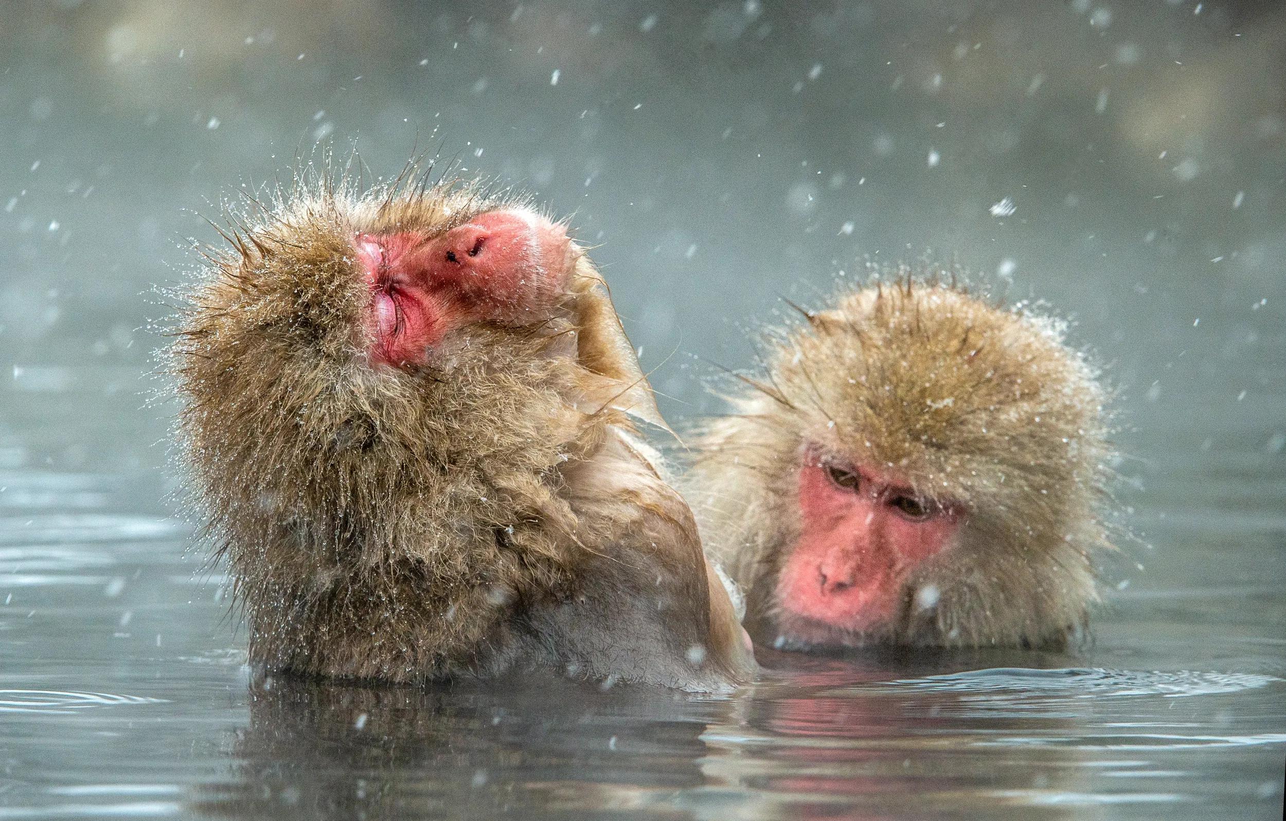 Japanese macaques in water of natural hot springs. Cleaning procedure.  The Japanese macaque ( Scientific name: Macaca fuscata), also known as the snow monkey.