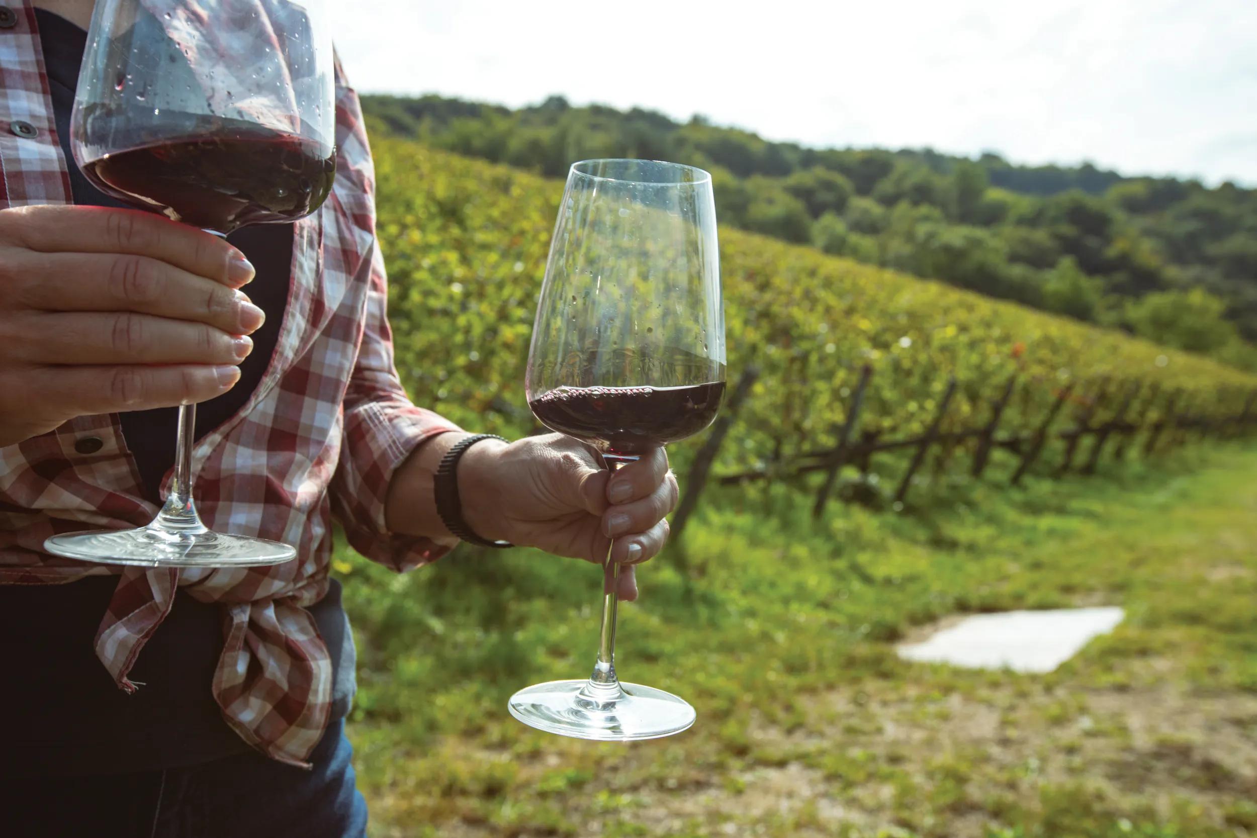Grape harvesting for wine making storytelling: workers team relaxing after the harvest