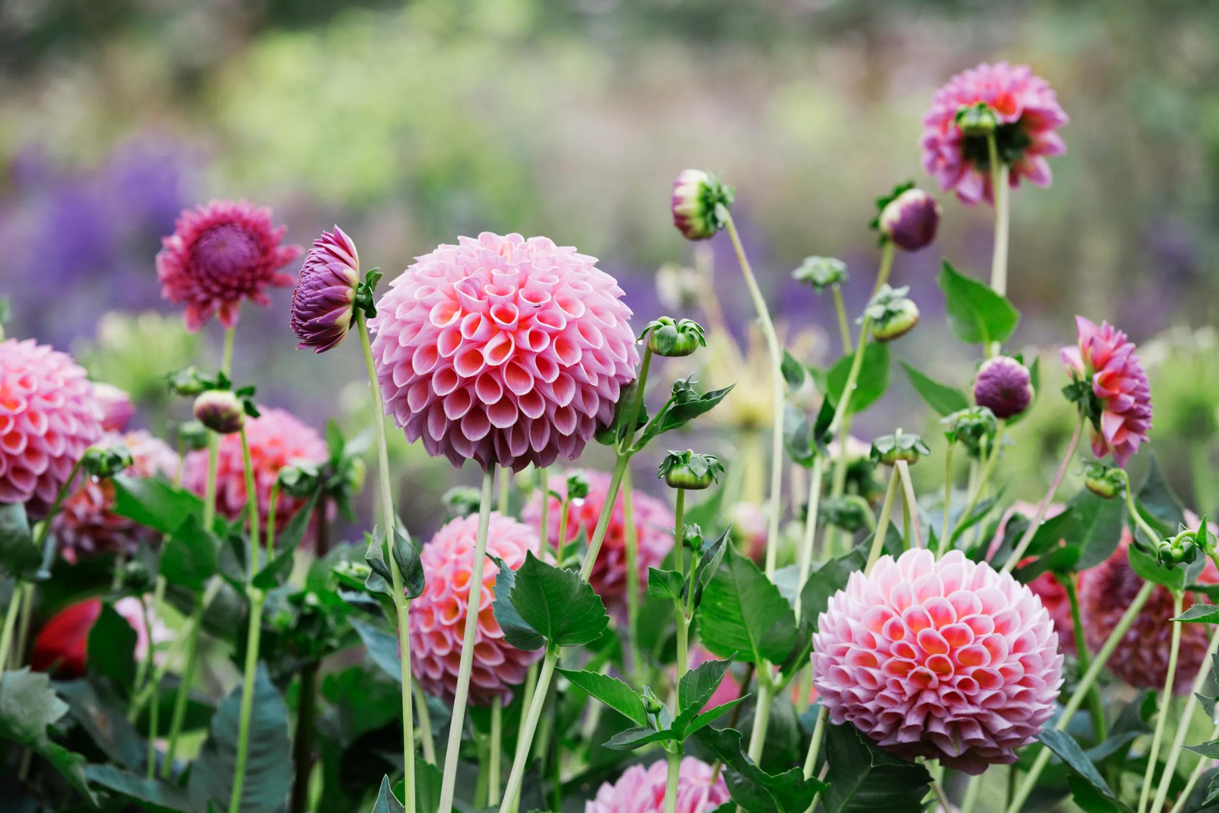A commercial organic flower nursery bed, pink globe dahlias.