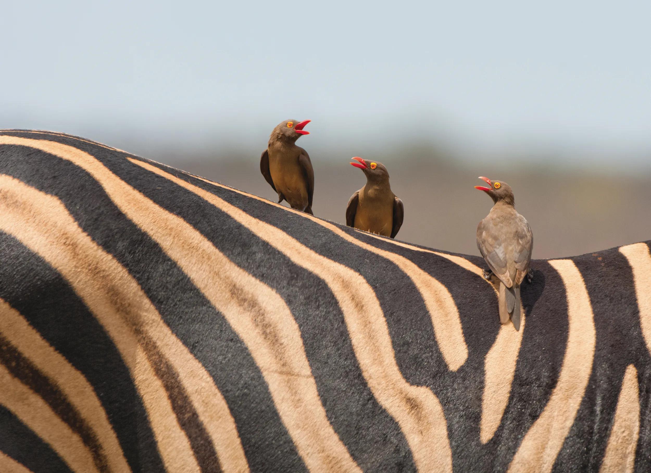 Three Red-billed Oxpeckers perched on a Burchell's Zebra in South Africa's Kruger National Park.