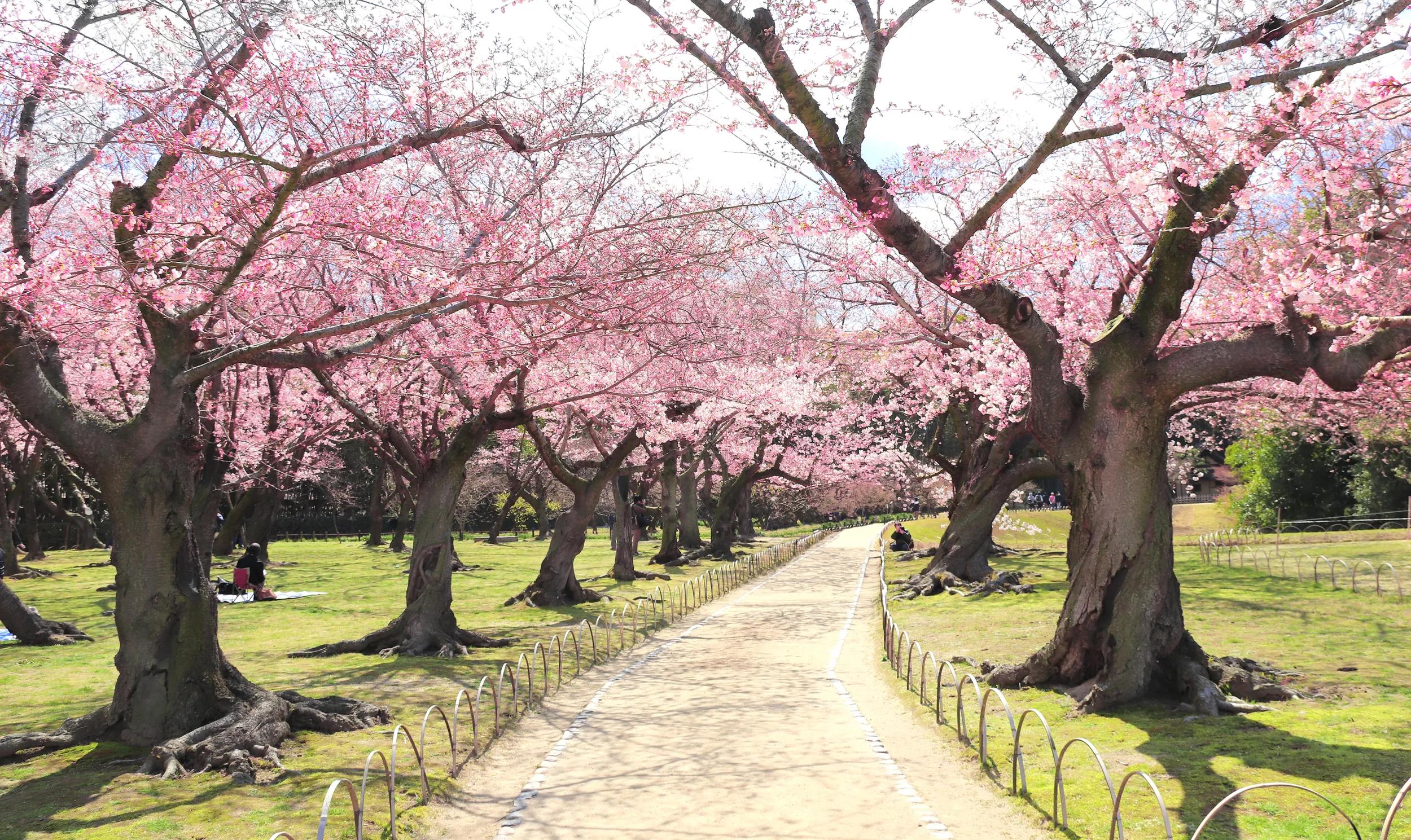 Blooming Cherry Blossum or Sakura Trees in Koishikawa Korakuen Garden, Okayama, Japan during Hanami Festival.
