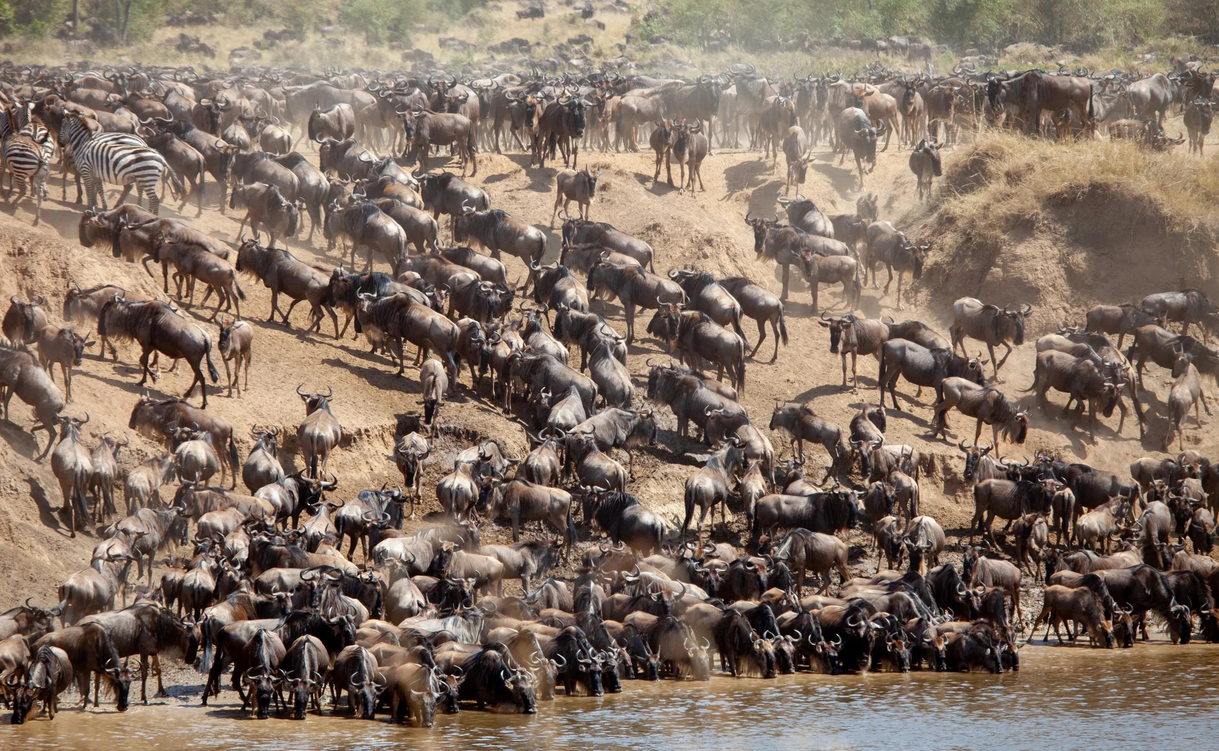 The great annual migration