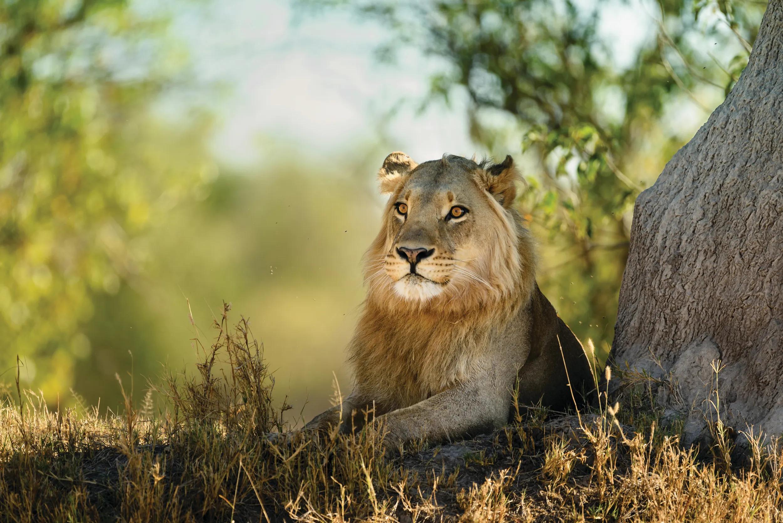 A lion lying down in the grass