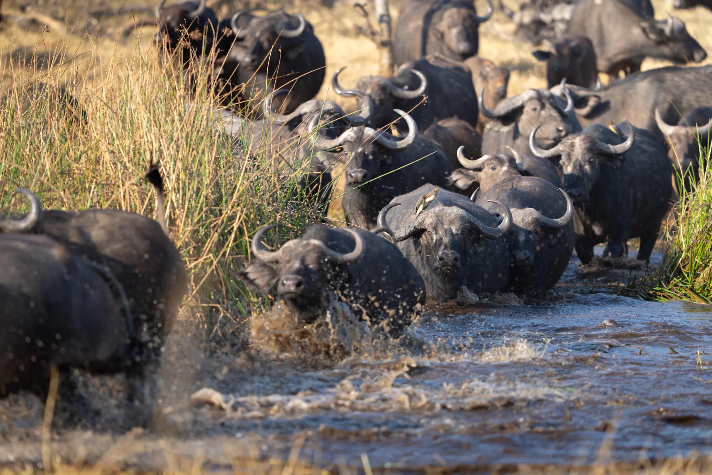 Water Buffalo, Sediba Sa Rona Safari Lodge