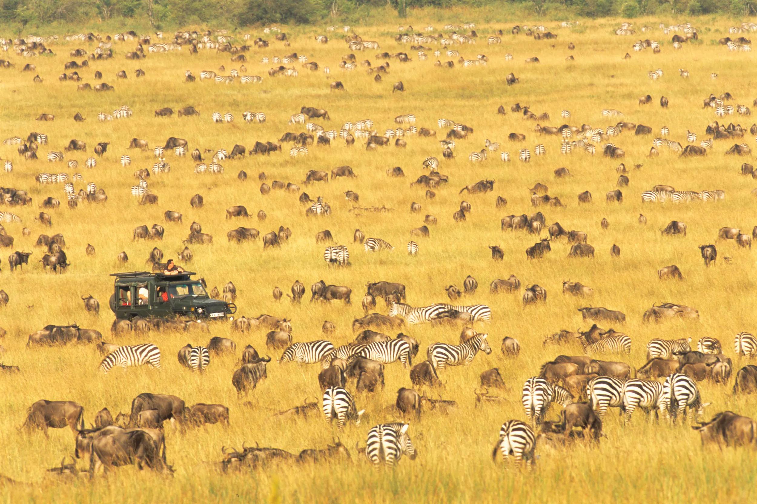 Tourists in Land Cruiser watching wildebeest (Connochaetes taurinus) and common zebras (Equus quagga) migration, Masai Mara National Reserve, Kenya