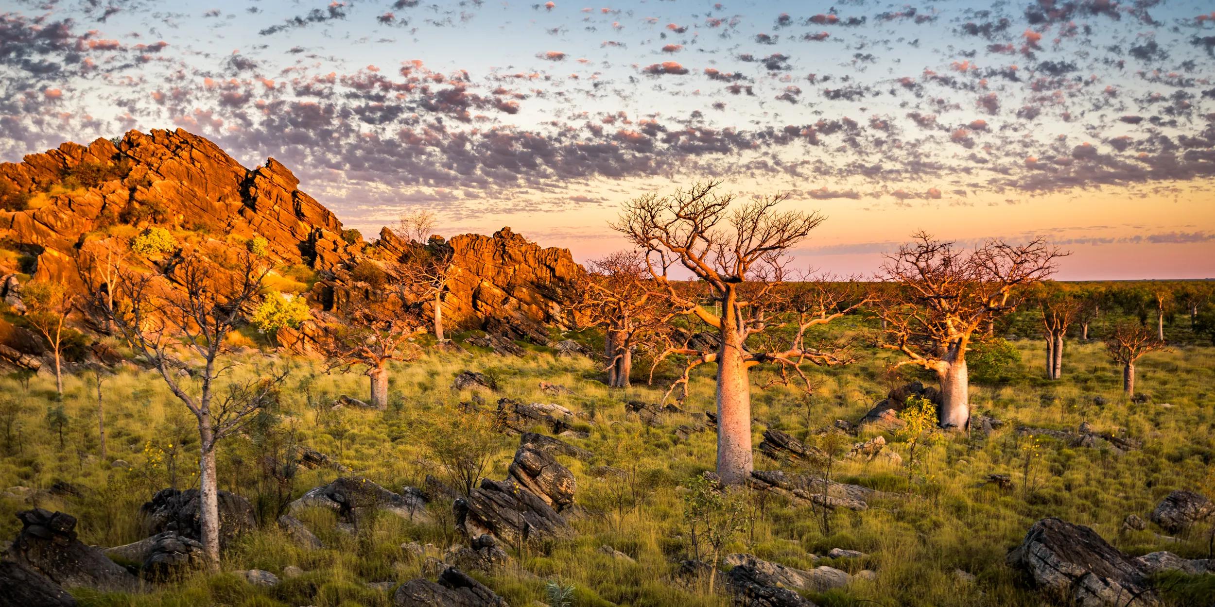 Baobab trees at Oscar Range in Devonian Reef Conservation Park. Kimberley Western Australia