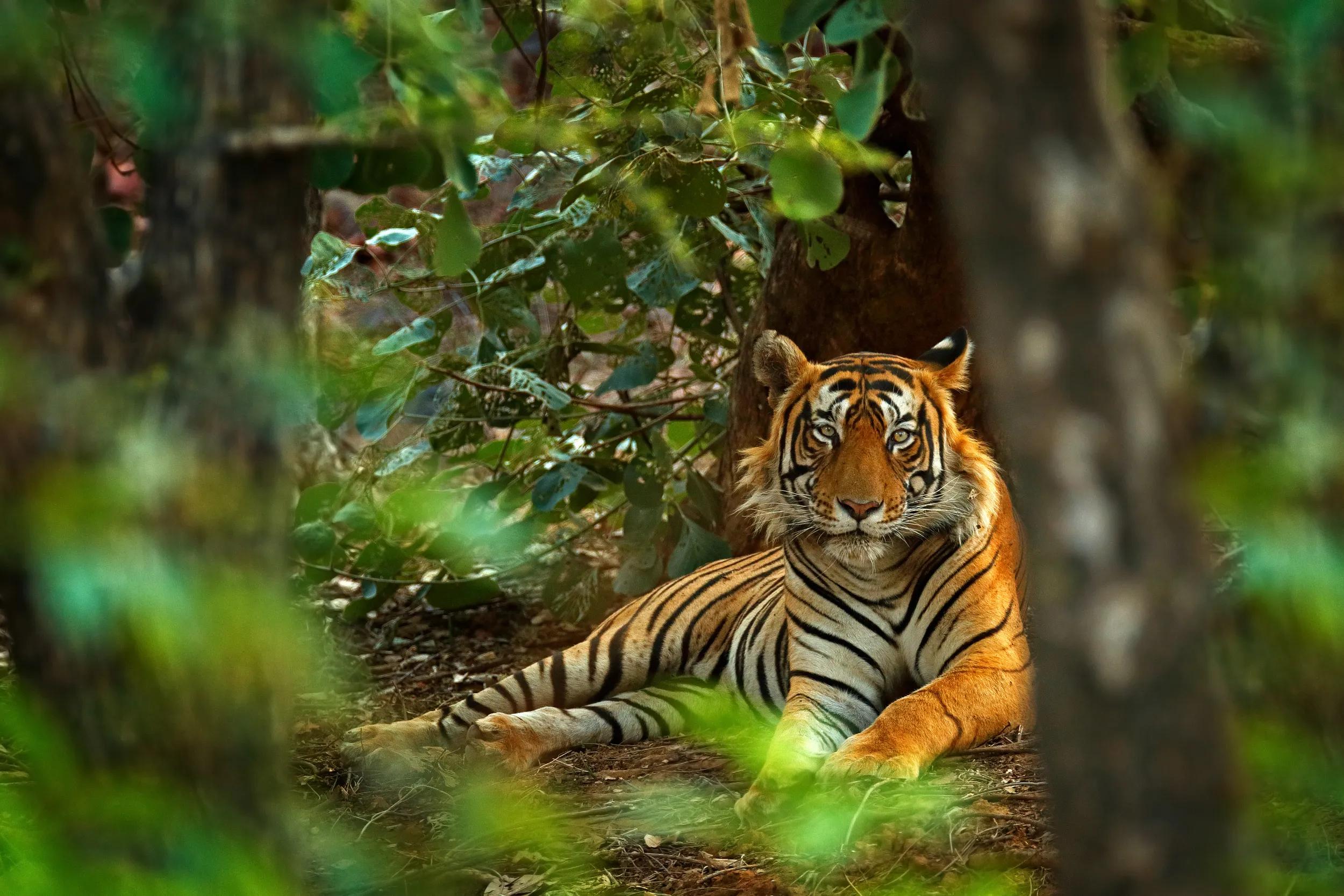 t-as-india-rajasthan-ranthambhore-national-park-tiger-95607965-dt