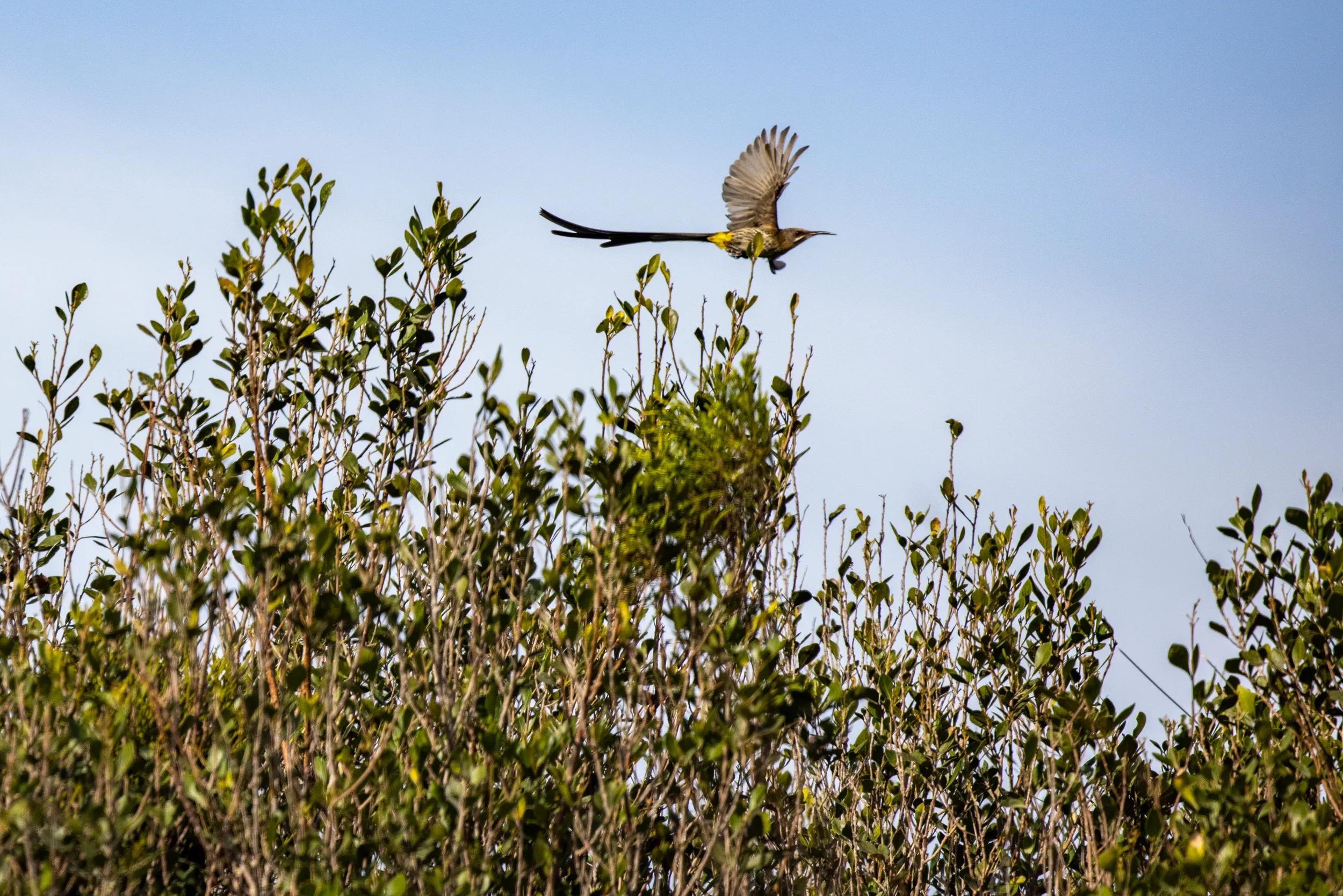 Cape sugarbird (Promerops cafer), Grootbos Private Nature Reserve, Western Cape, South Africa
