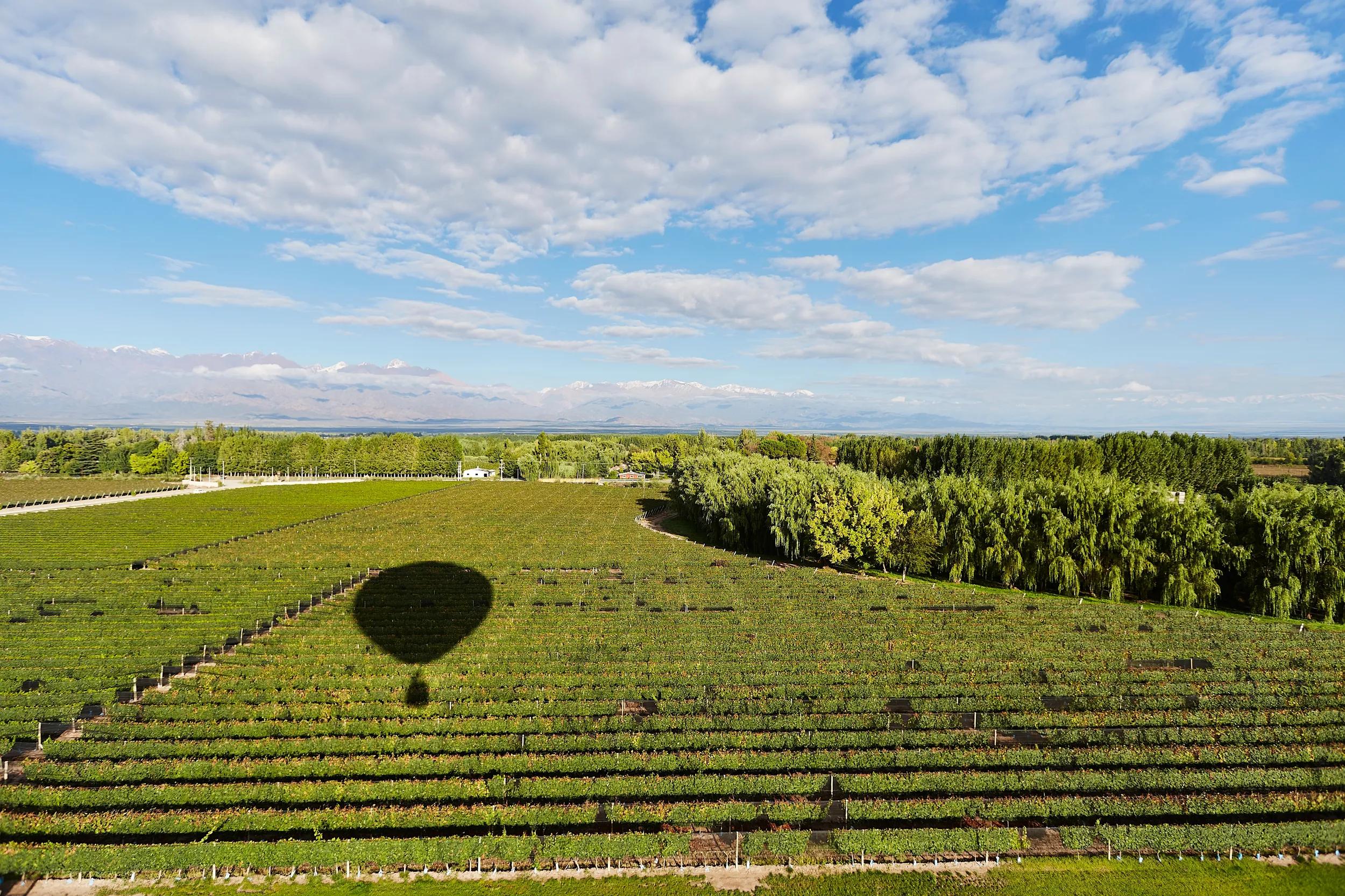 A hot air balloon travels through vineyards in the province of Mendoza, Argentina.