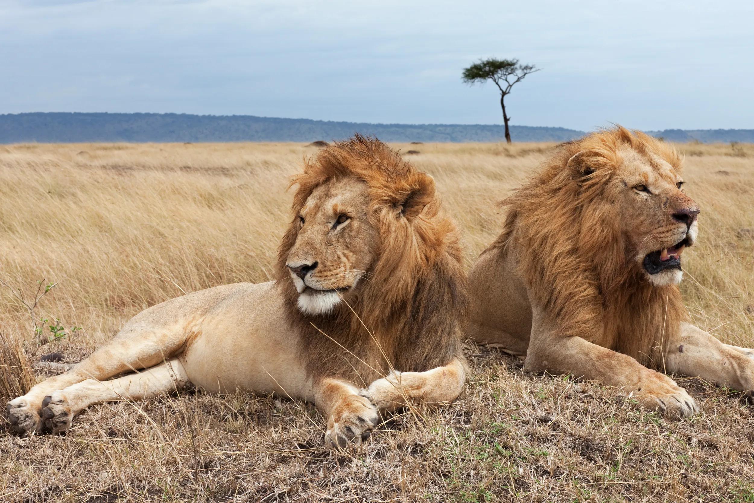 Lion males lying on a grass mound (Panthera leo). Maasai Mara National Reserve, Kenya. August 2009.