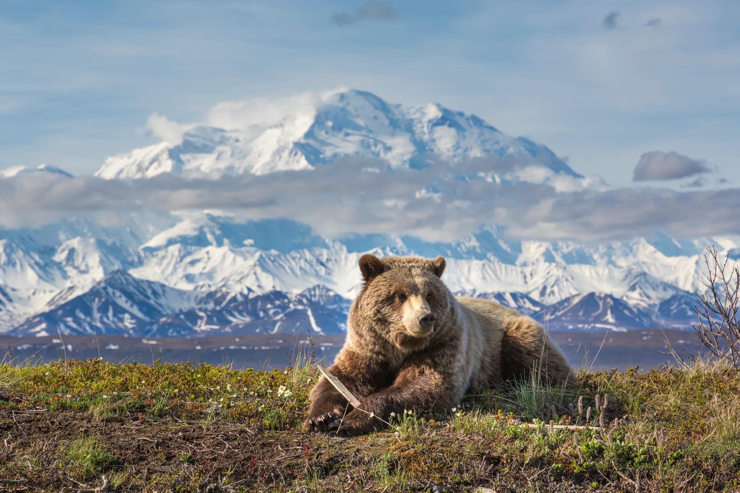 Denali National Park, Alaska.