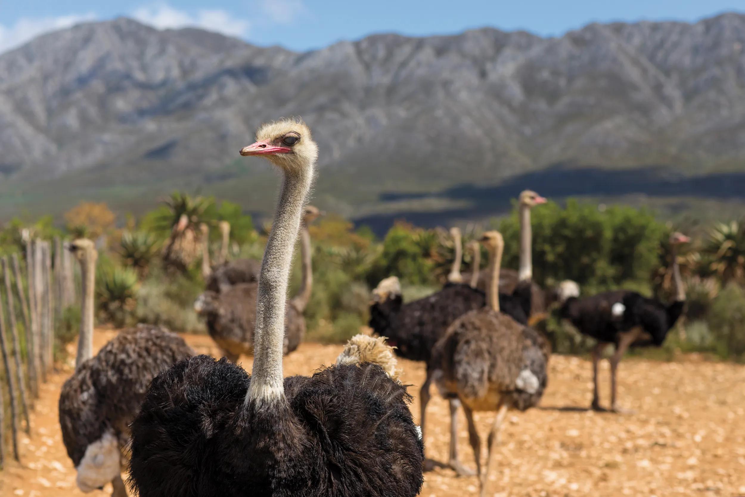 The ostrichâ??s eye, having 3 sets of eyelids, is the largest eye of any land animal , almost 2 inches across each almost billiard ball size. It occupies so much room inside the skull, resulting in a brain which is actually smaller than either one of its eyeballs.