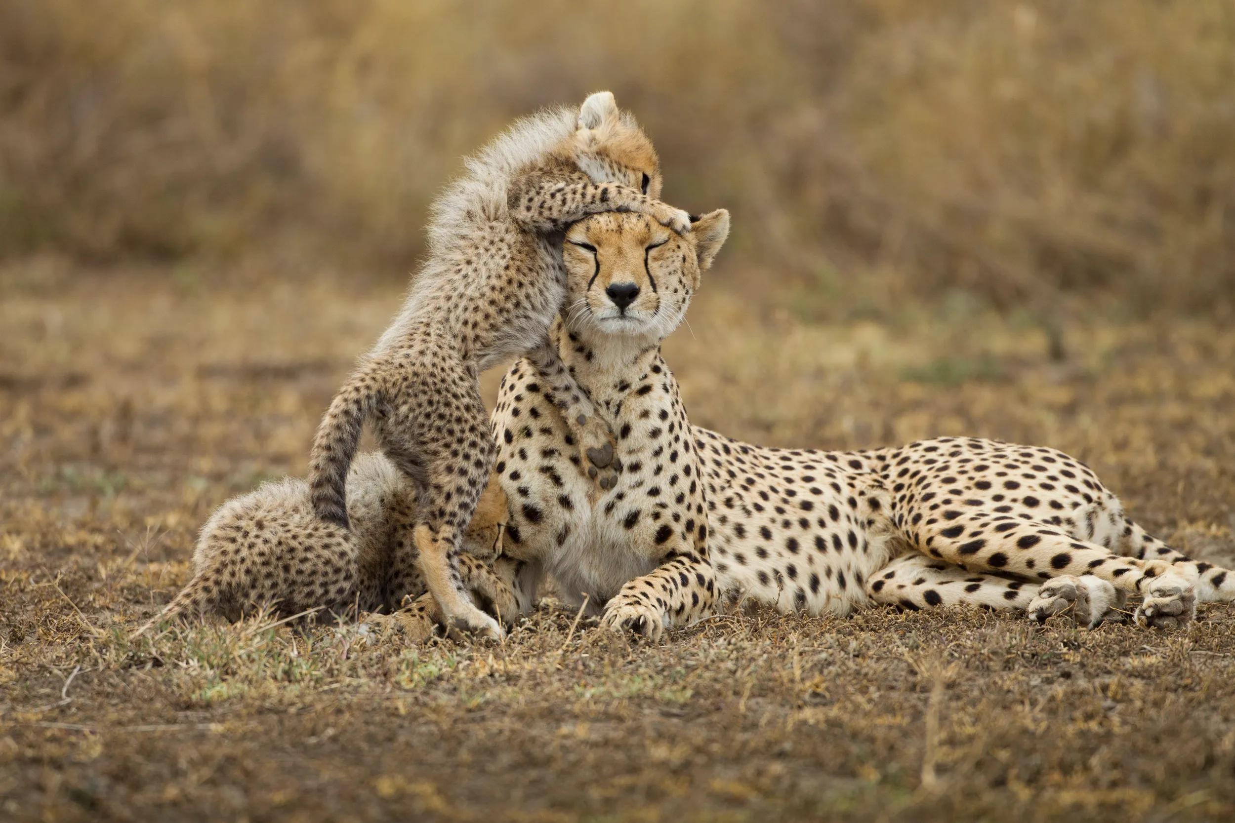 Tanzania, Ngorongoro Conservation Area, Ndutu Plains, Cheetah Cubs (Acinonyx jubatas) playing with mother while resting on savanna
