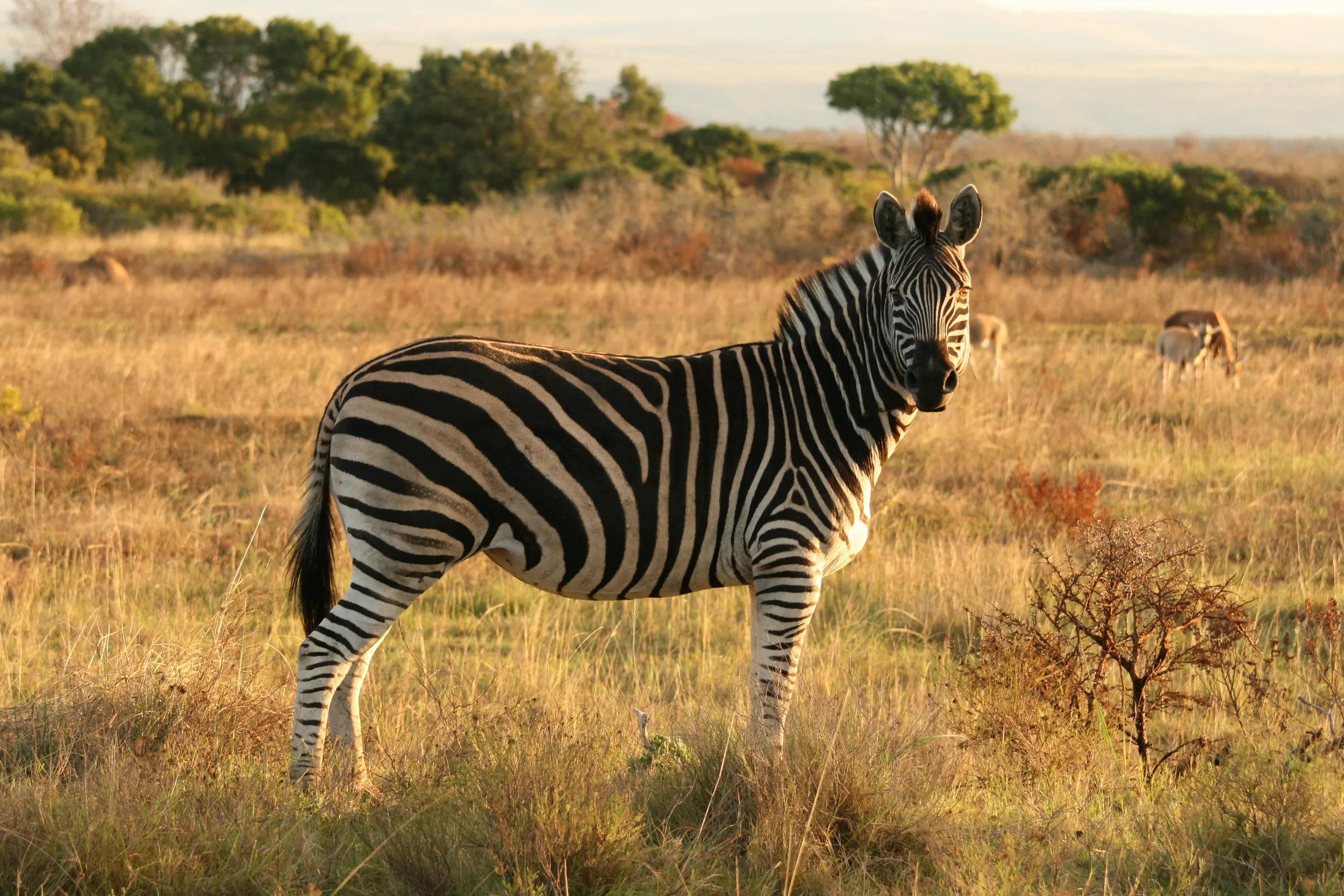 Zebra. photo taken in the Kariega Game Reserve Eastern Cape