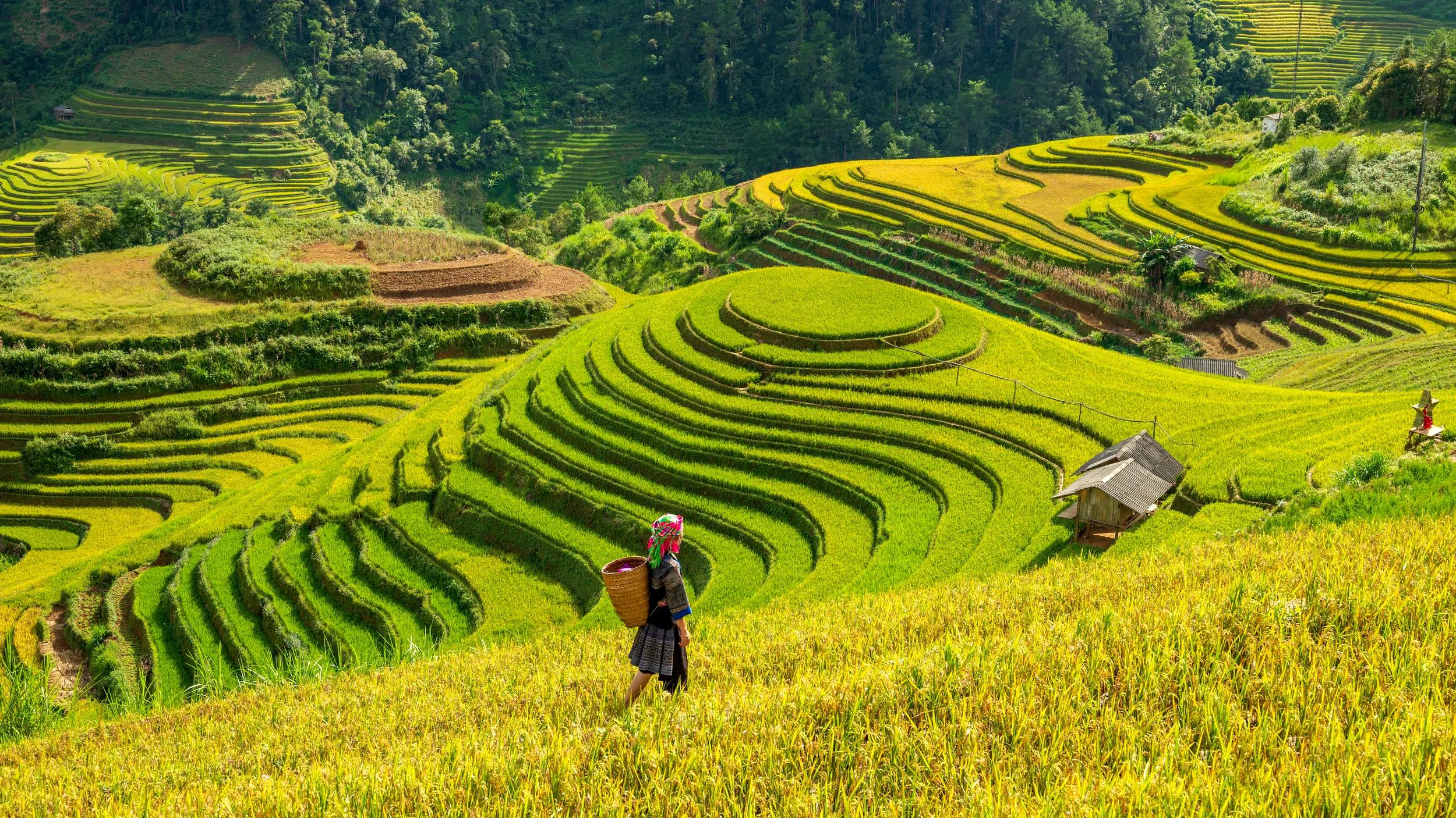 Terraced rice field in Mu Cang Chai, Vietnam