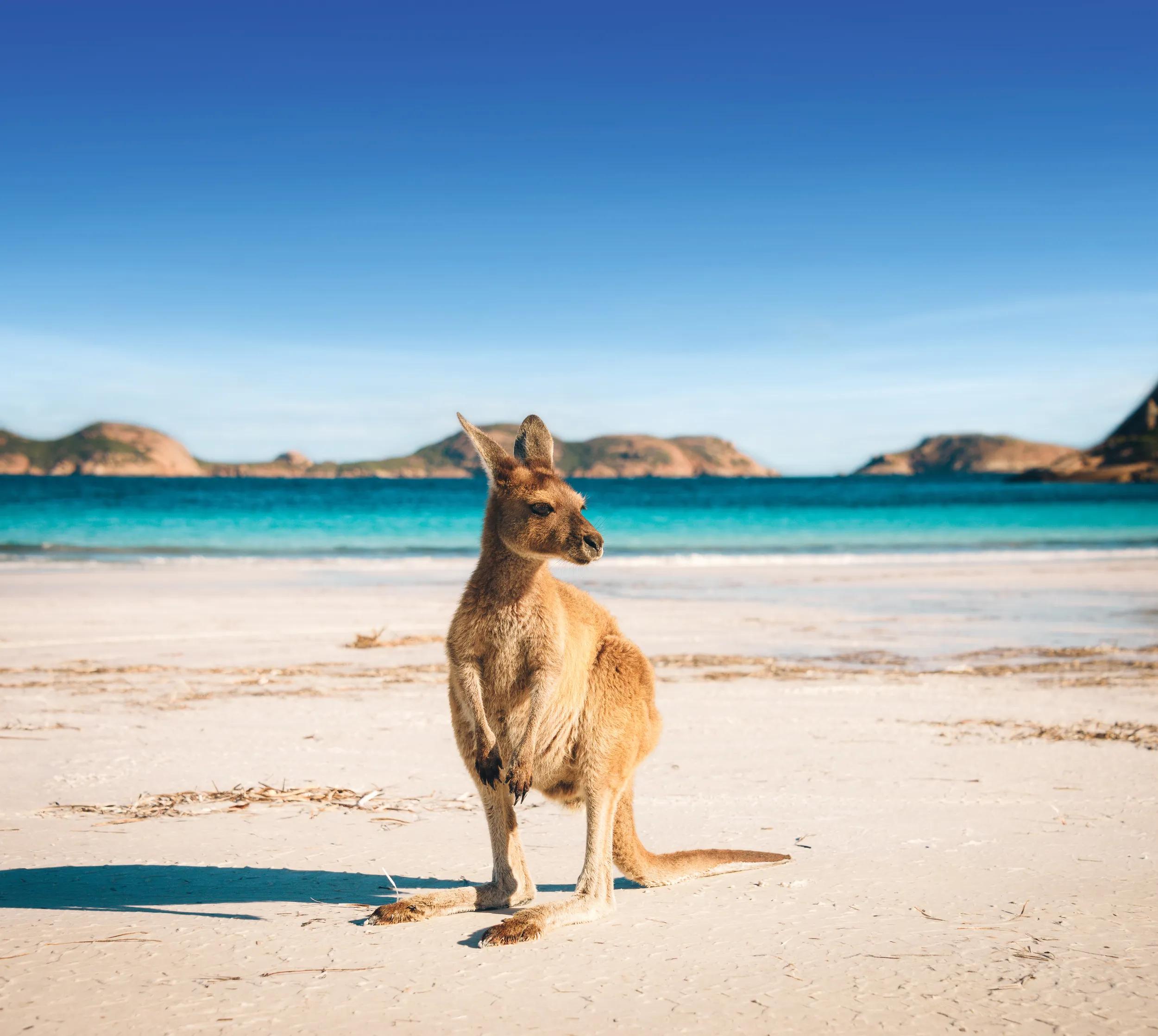 Kangaroo at Lucky Bay in the Cape Range National Park near Esperance, Western Australia