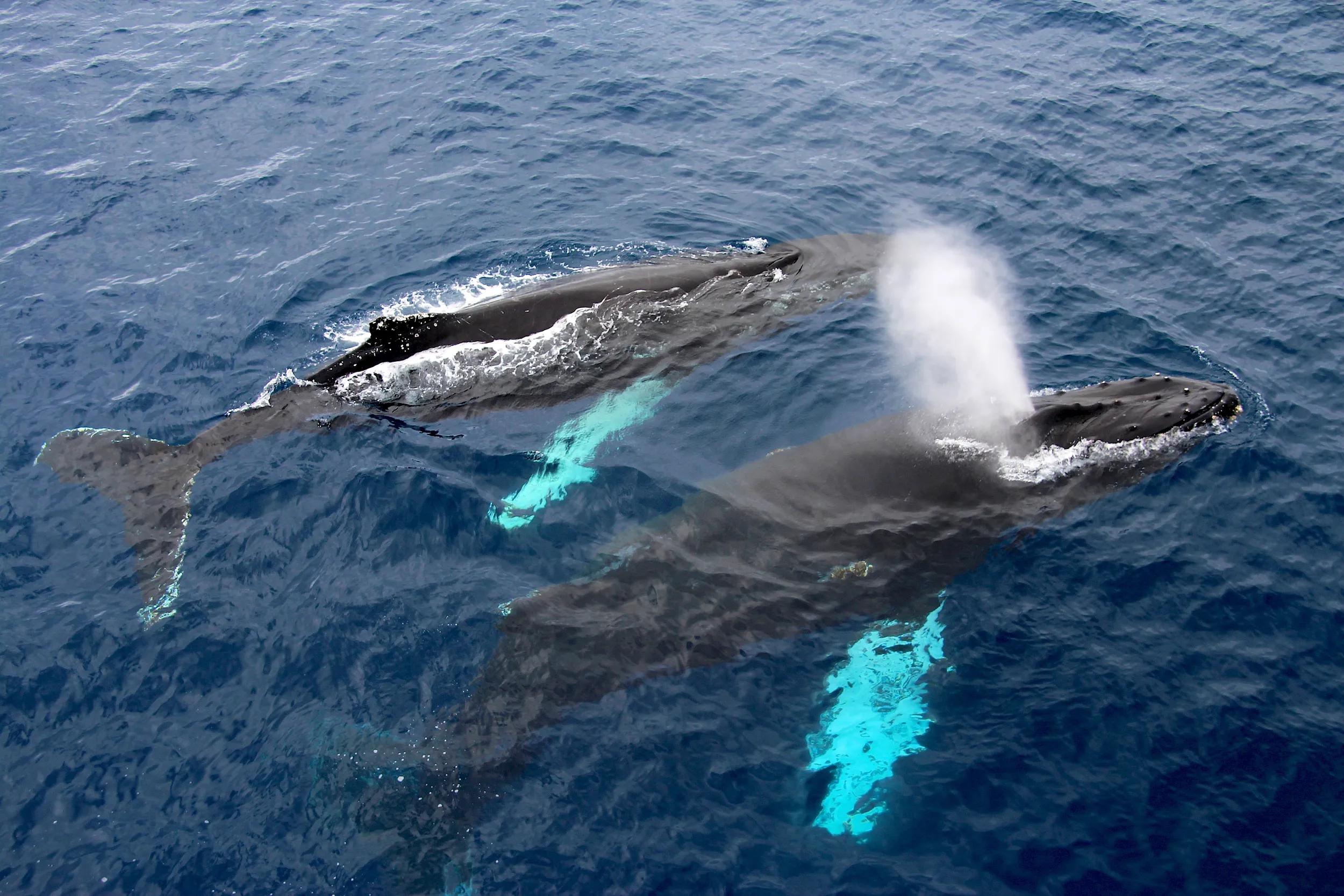 a-ant-antarctica-humpback-whales-533667507-g-rf