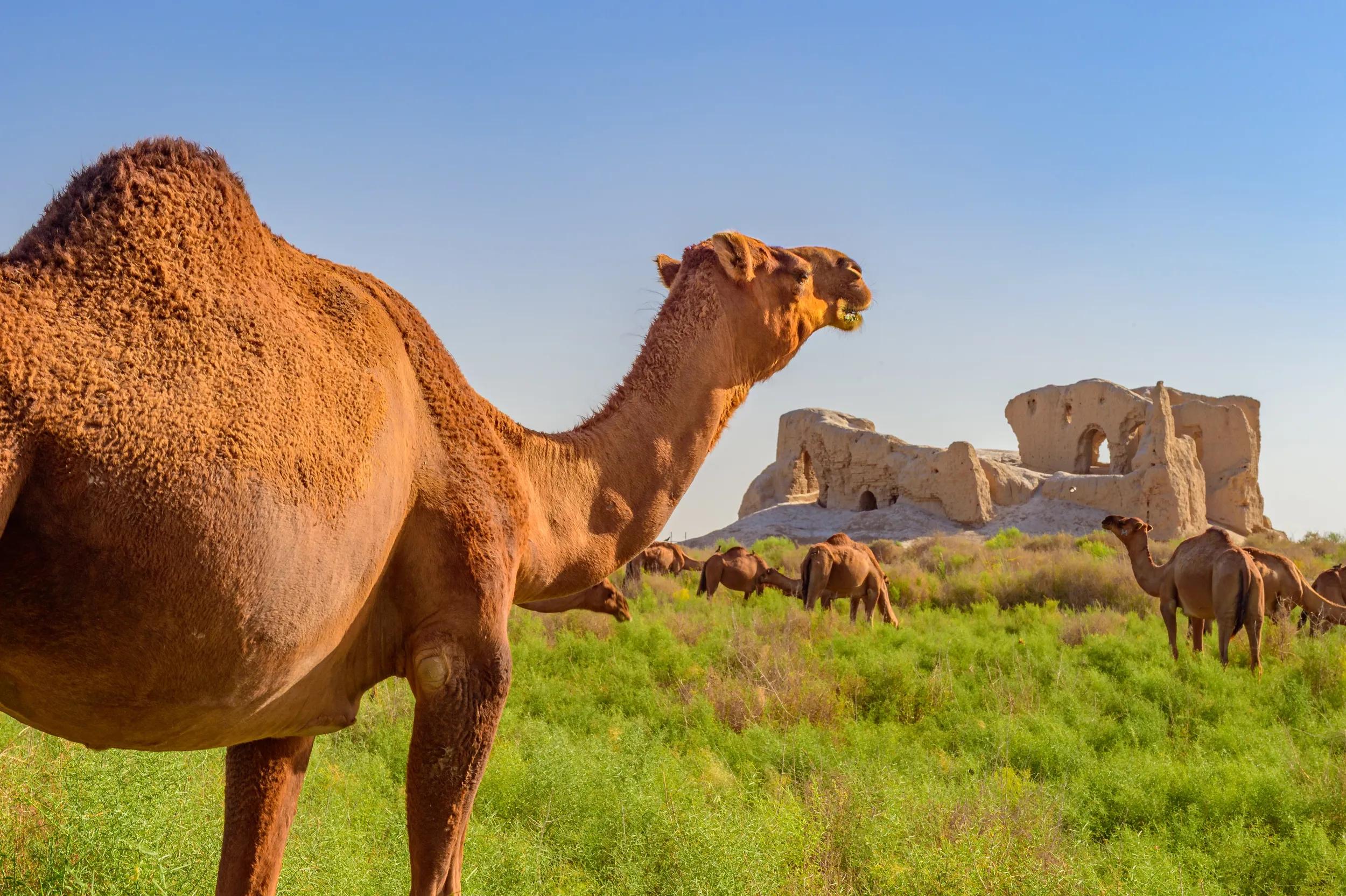 Merv was a major Iranian city on the Silk Road, known for its cultural and scientific achievements. It was a center for Islamic science, culture, and education, attracting renowned scholars and artists. Merv is a UNESCO World Heritage site, offering a glimpse into the Silk Road's history. The city's ruins include palaces, mosques, and a vast irrigation system, reflecting its grandeur and importance.