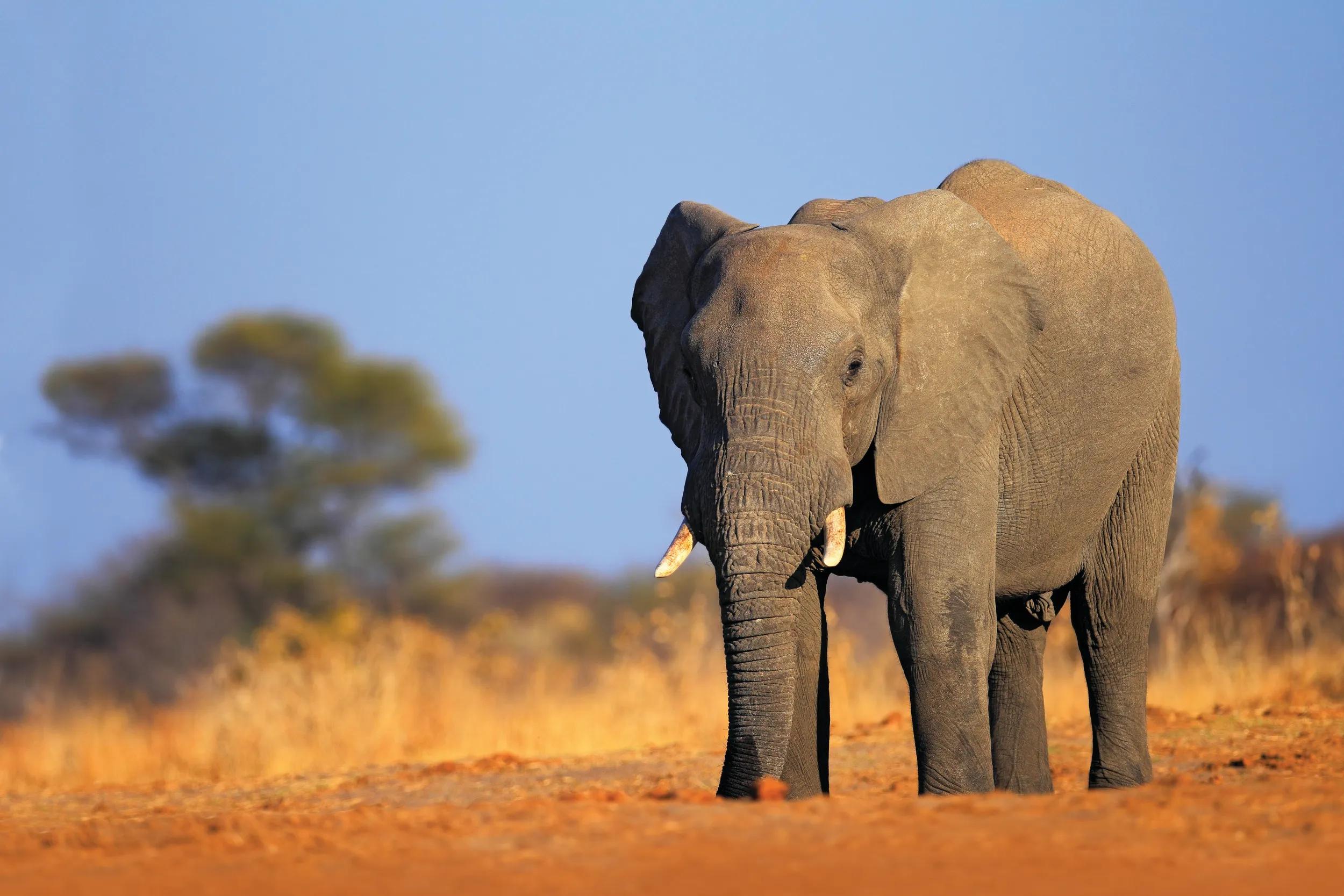 An elephant standing in a dirt field