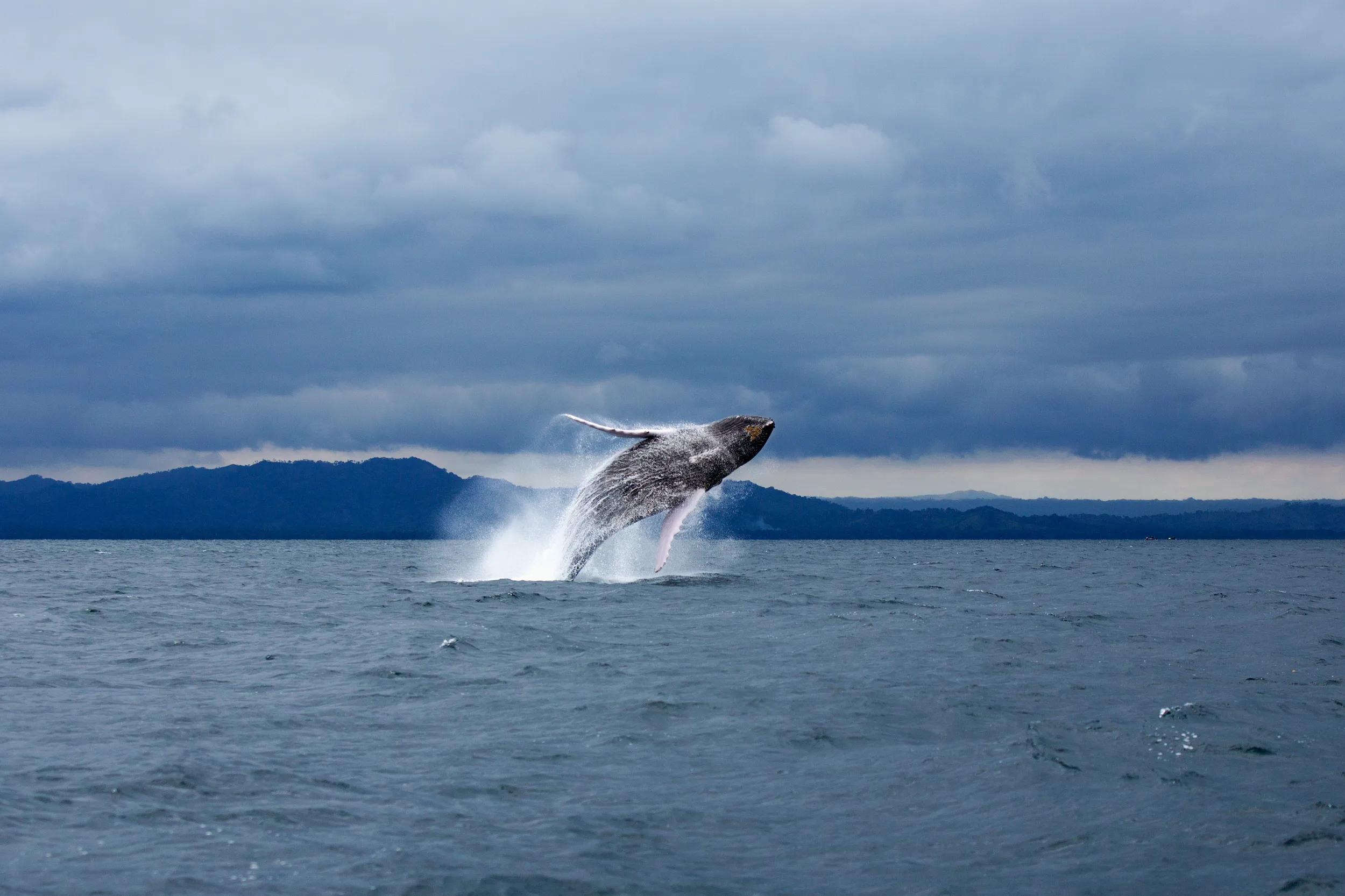 A generic shot of a whale jumping in sea against sky.
