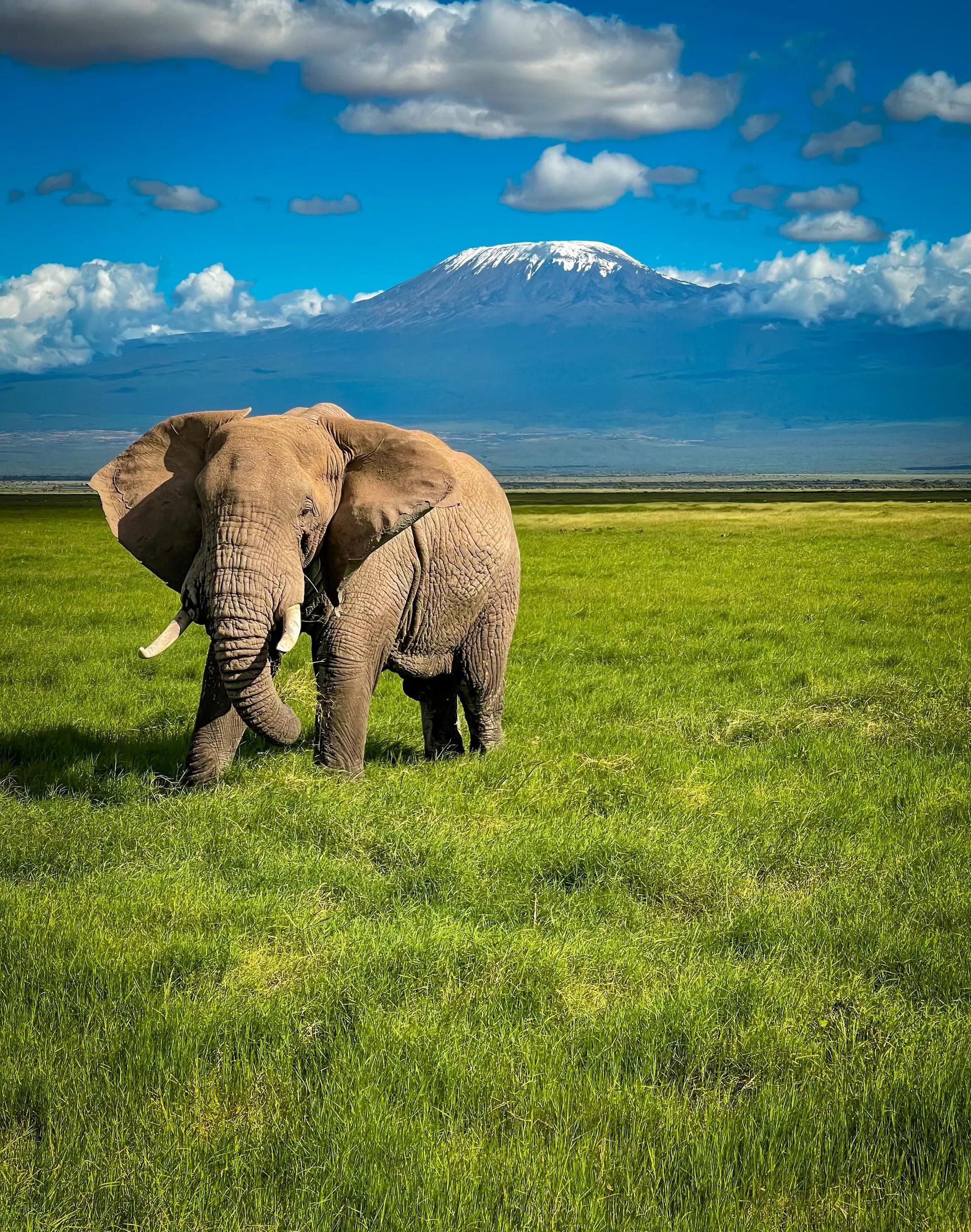 White elephant with Mount Kilimanjaro, is a stratovolcano located in northeastern Tanzania. It includes the 5,895 m Uhuru Peak, the highest peak in Africa.