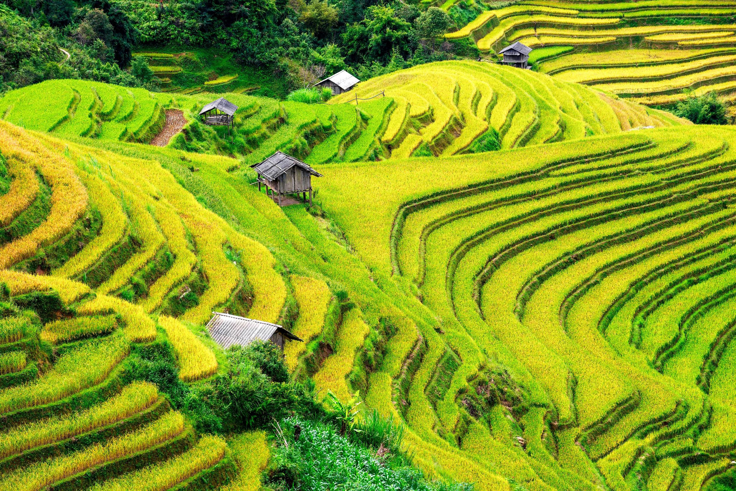 a-as-vietnam-mai-chau-fields-607590968-rf-g