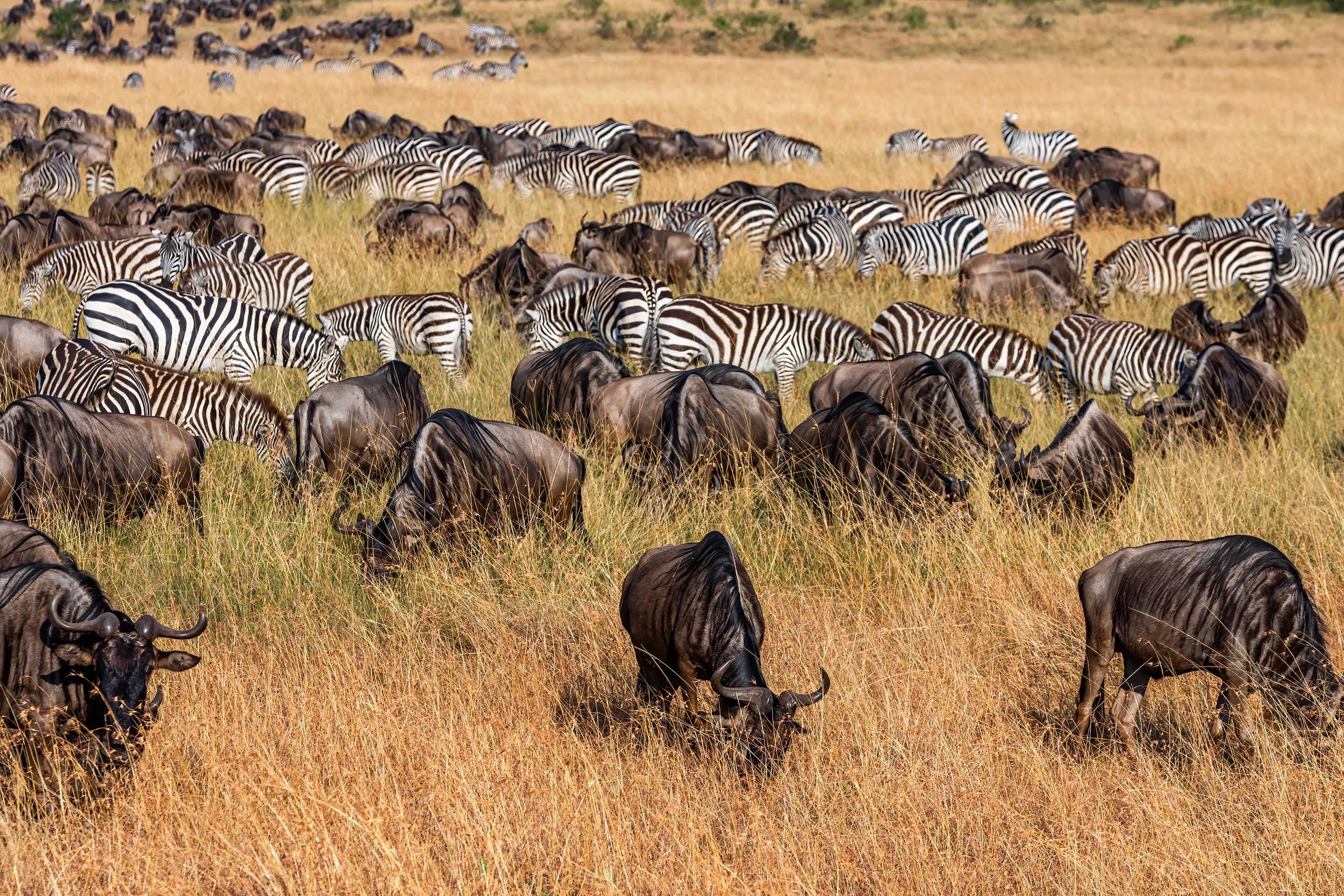 Wildebeest Herd and Plains Zebra Herd grazing in Great Migration in wilderness
