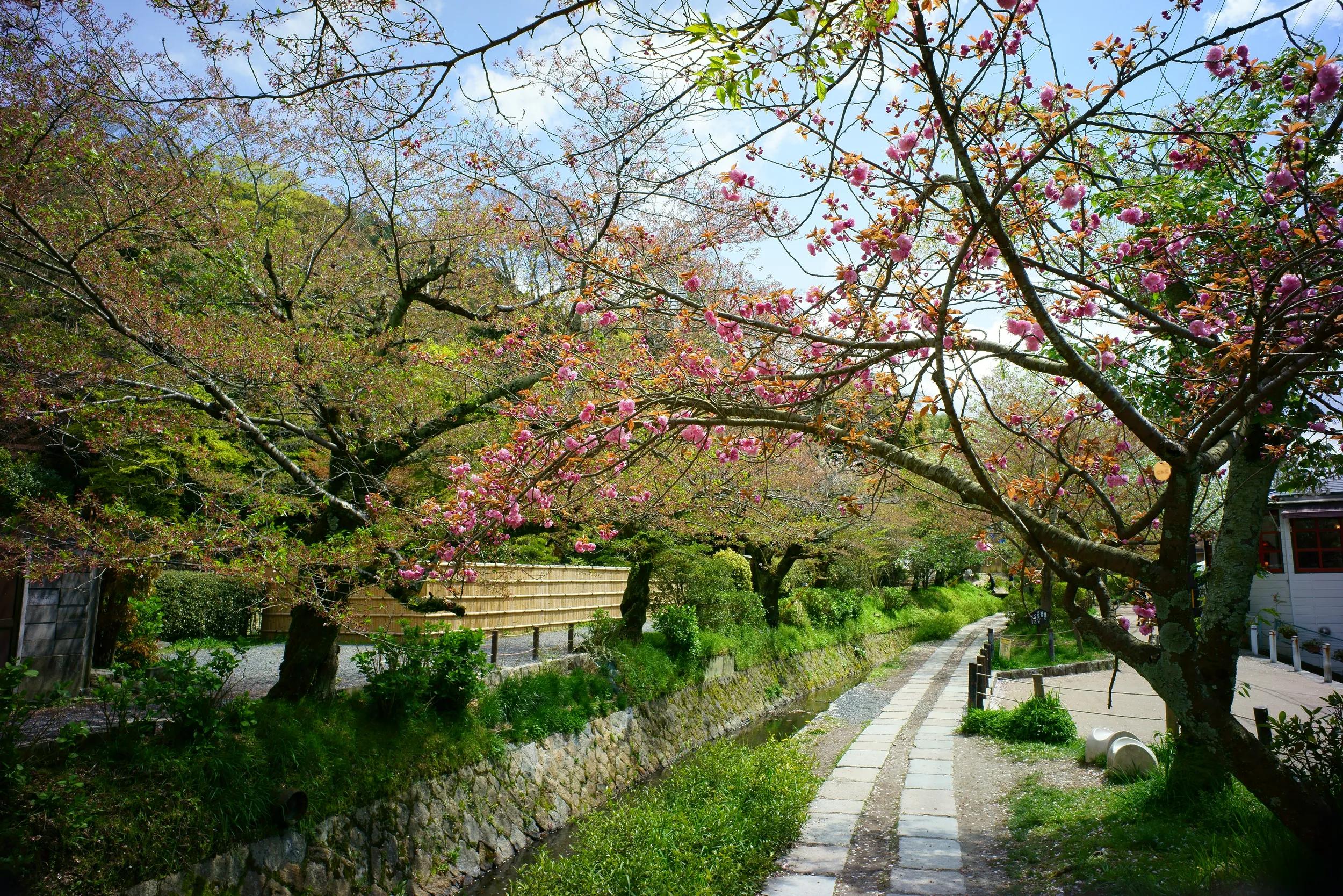 Philosophers path of the stream near the Ginkakuji Temple. Kyoto, Japan, 2015