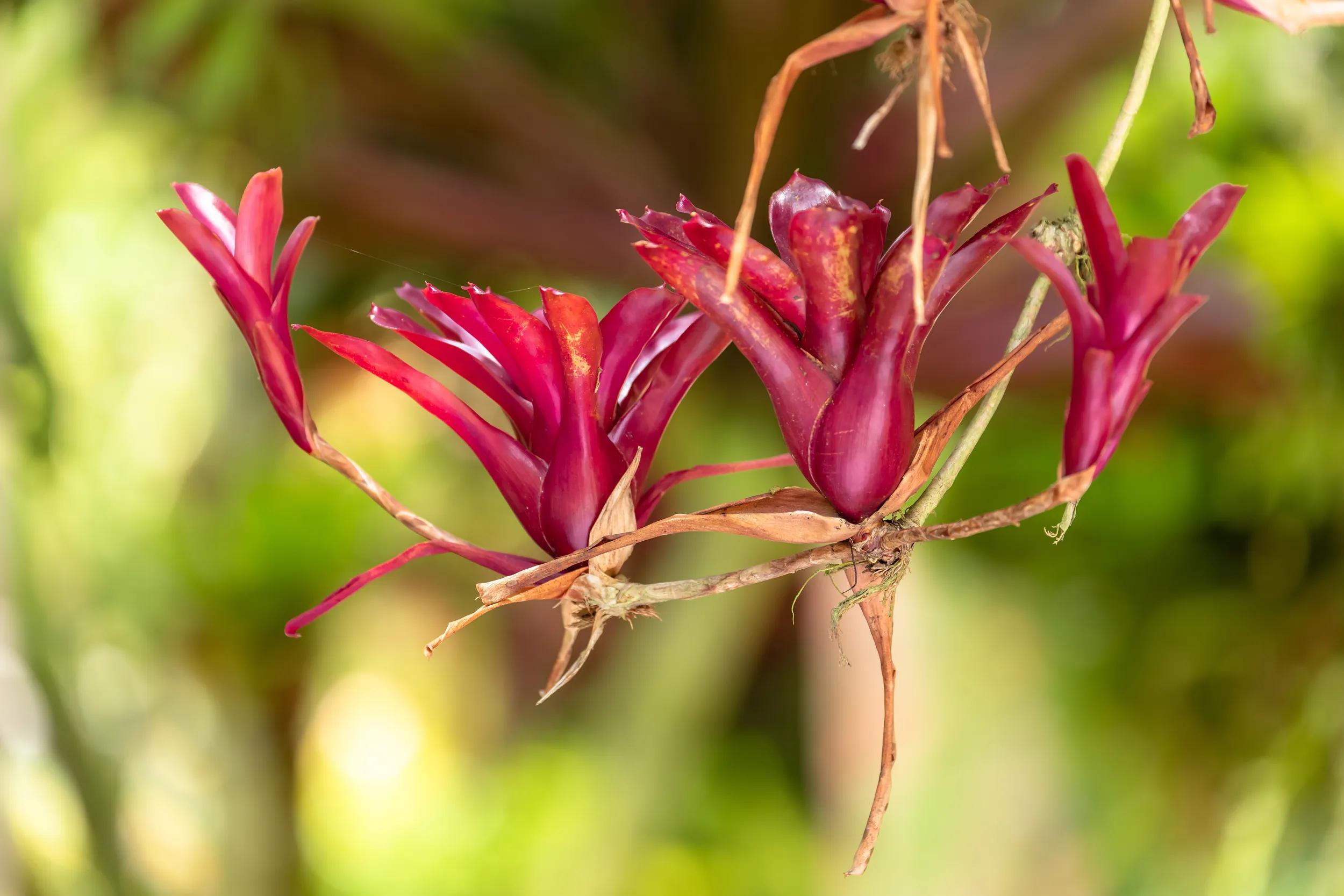 The Bromeliad hanging flower.