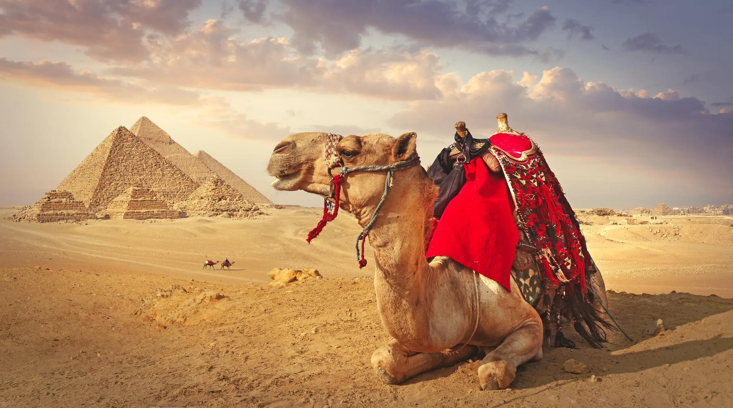 Panoramic view of a resting camel and the pyramids in Giza