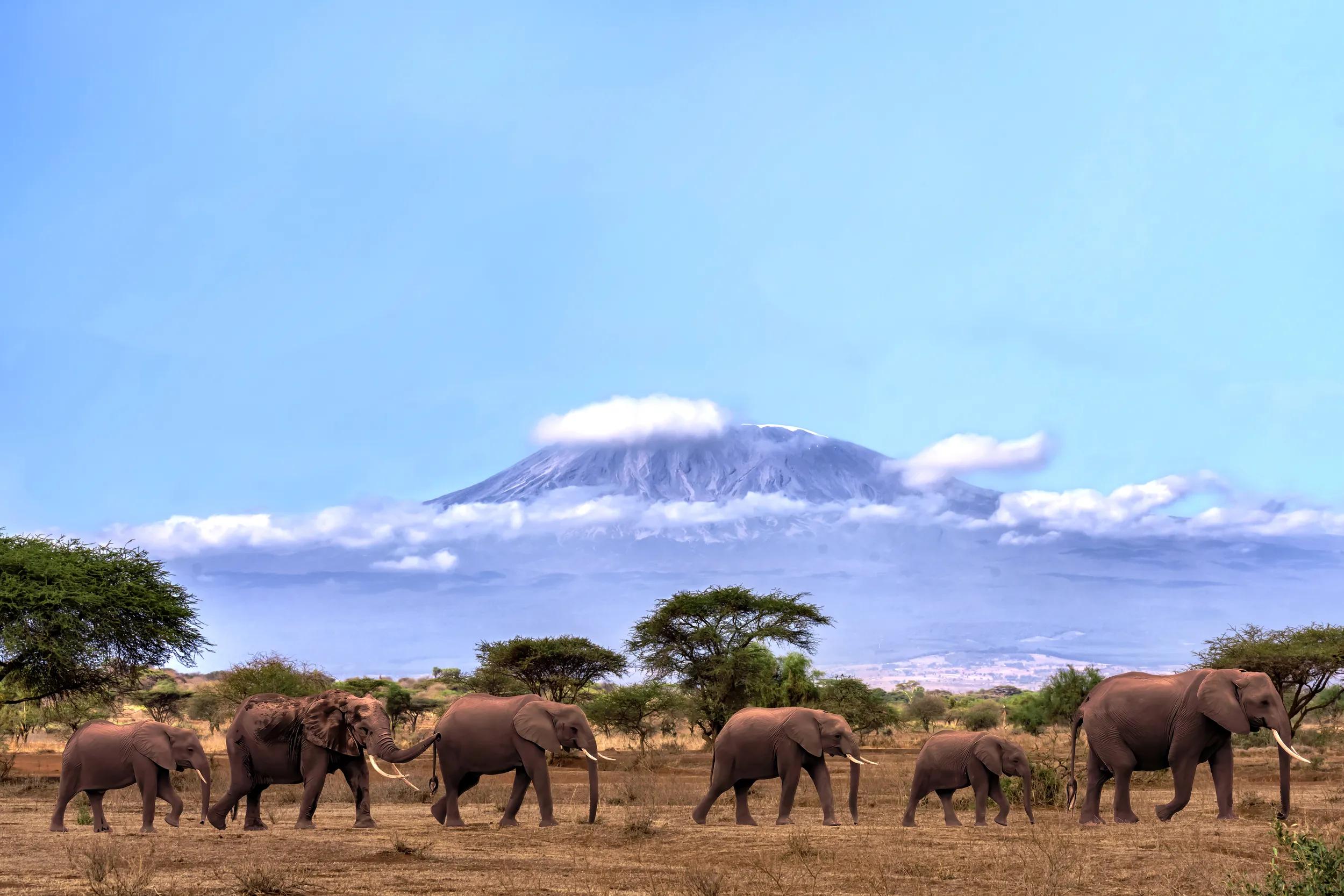kerd of African elephants walking together with background of Kilimanjaro mountain at Amboseli national park Kenya