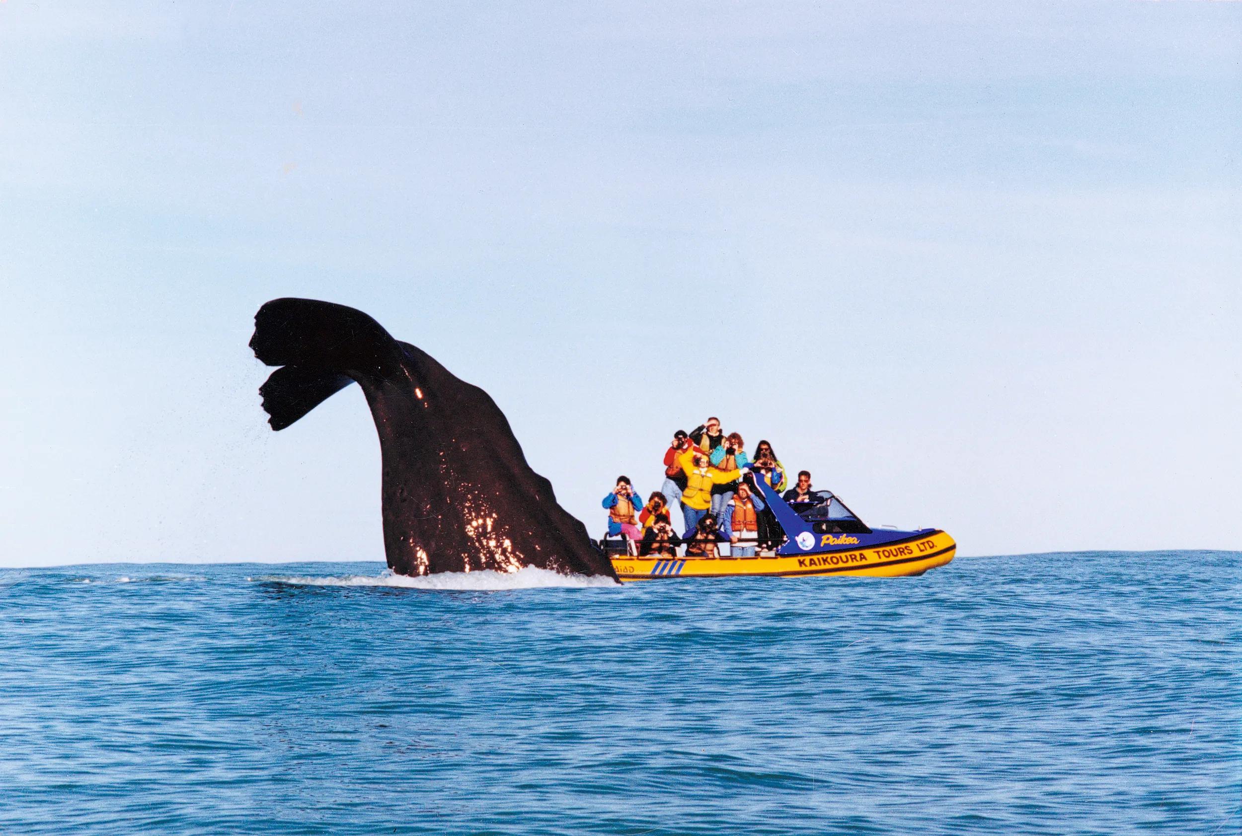 Dated images, archived on request from Product ATG NZ Team - 13/02/2025 RE