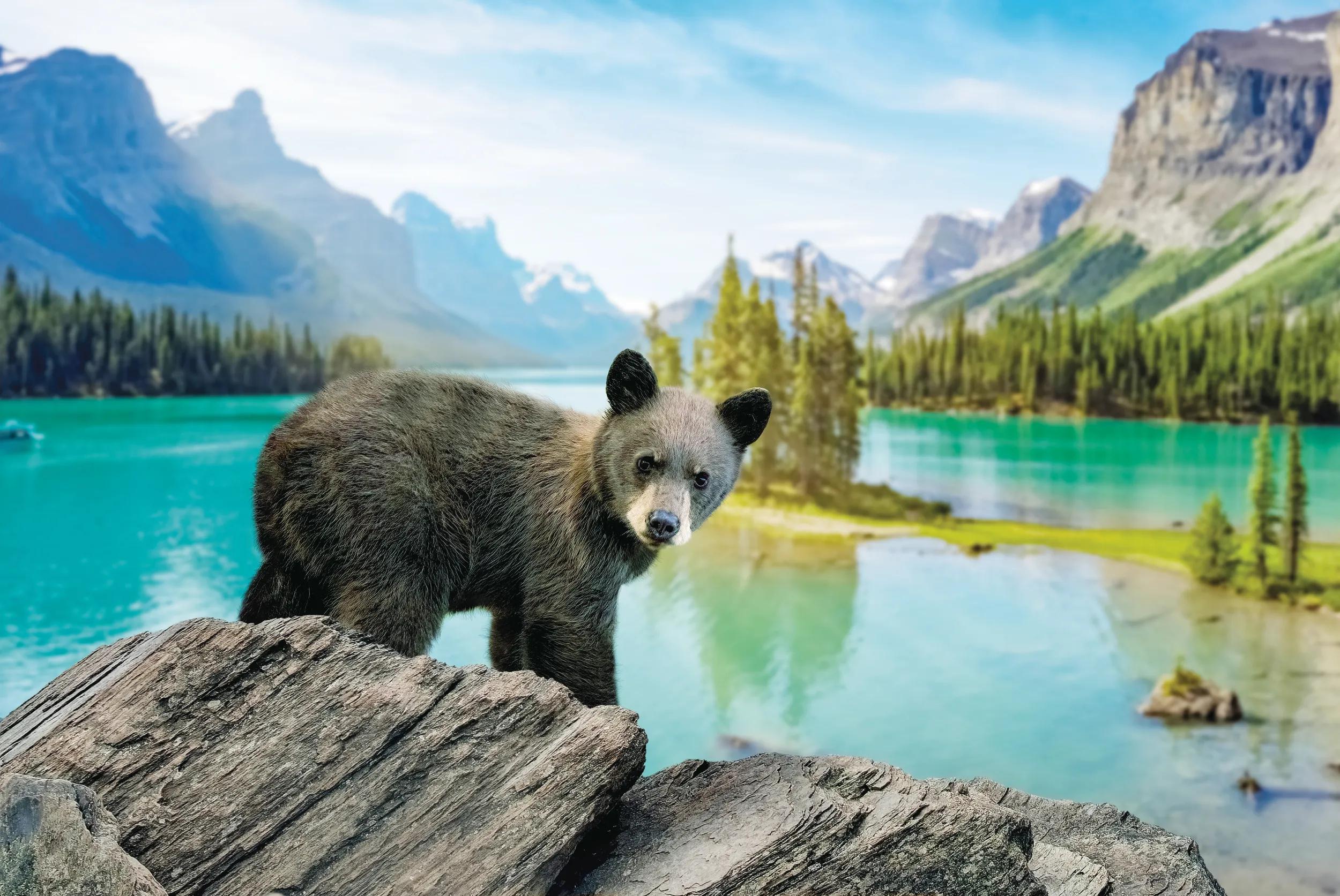 Digital art of a black bear cub in front of the beautiful Lake Moraine in Alberta, Canada...This artwork is inspired by the time I saw a black bear near a hiking trail around Moraine Laker. It is majestic, and the gorgeous view is just a cherry on top.