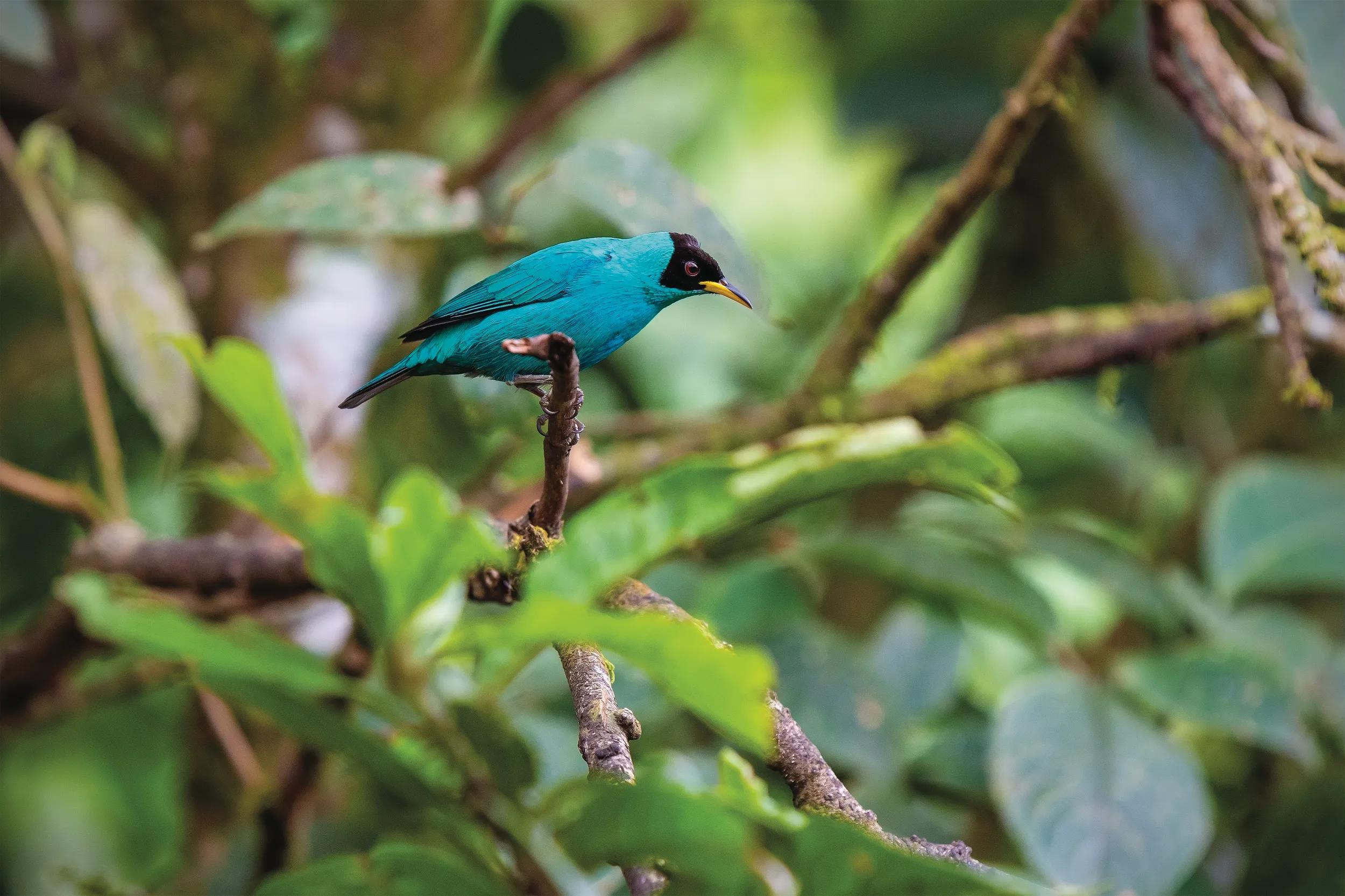 Green honeycreeper (Chlorophanes spiza), Mindo Cloud Forest, Ecuador.