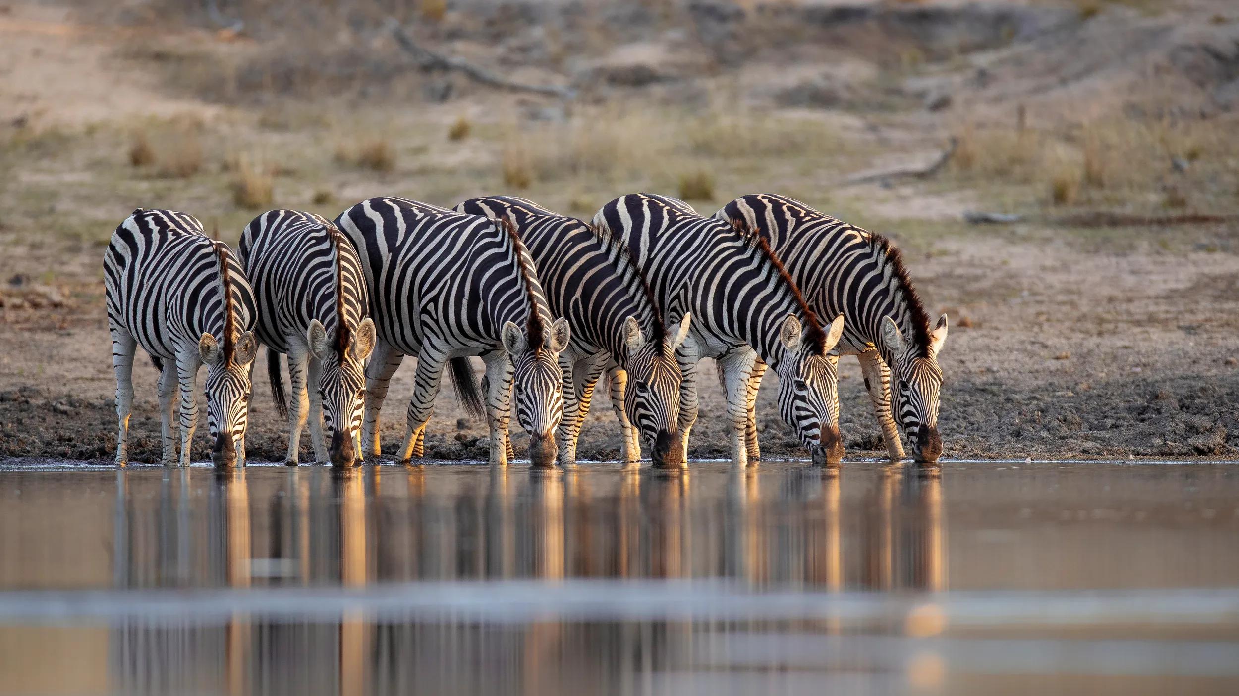 A herd of zebra, Equus quagga, drink togetehr at waterhole