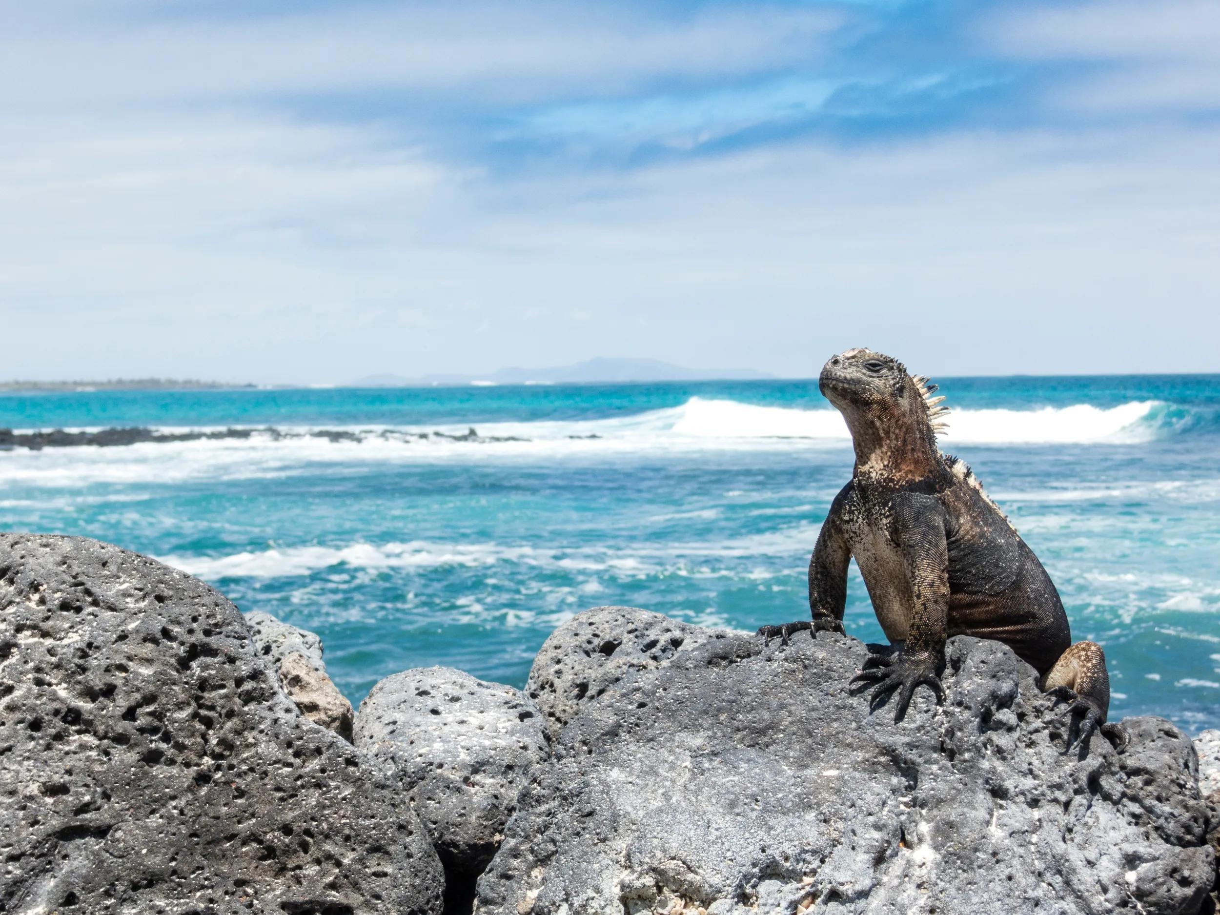 Best of South America with Amazon & Galápagos Cruises