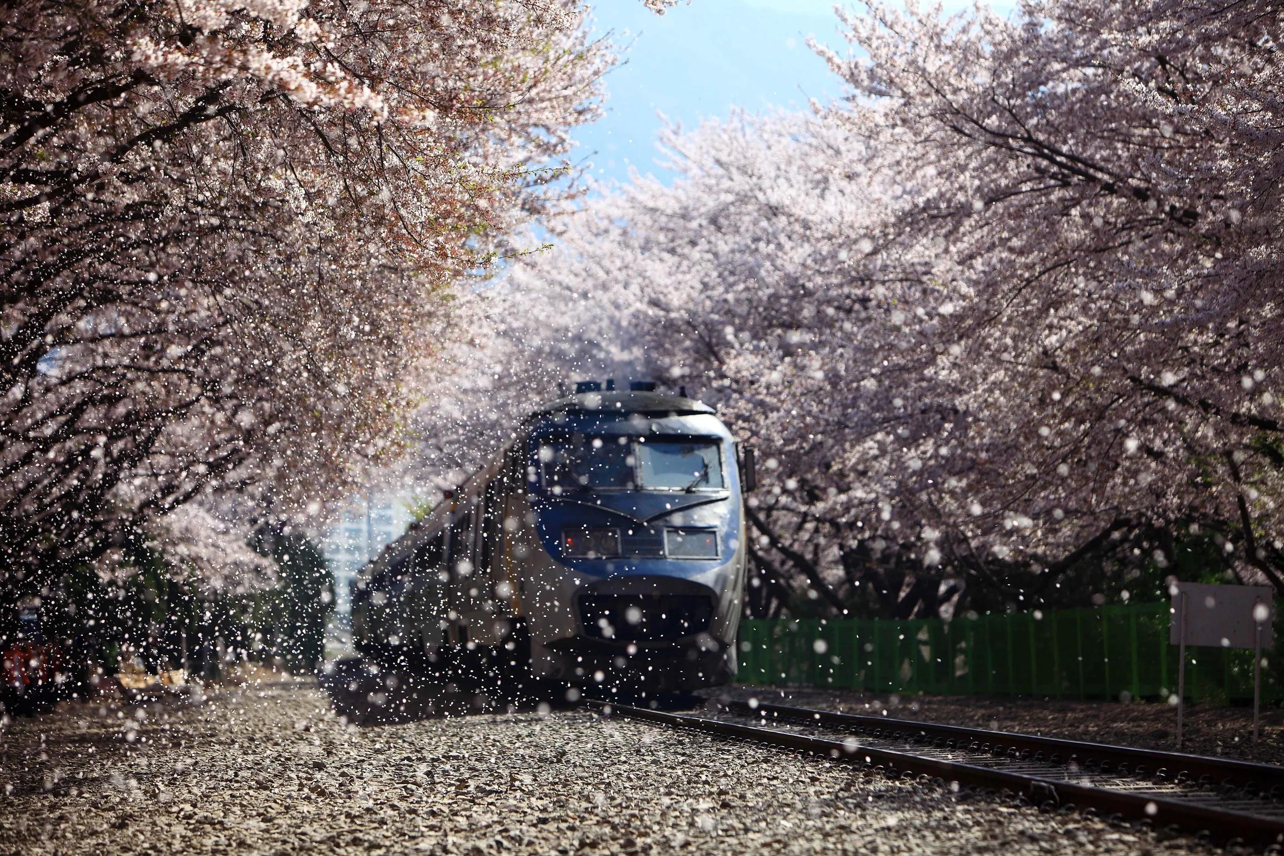 Gyeonghwa Station Cherry Blossom Street, located in Jinhae, Changwon, no longer runs trains but it famous for its cherry blossoms in Spring.