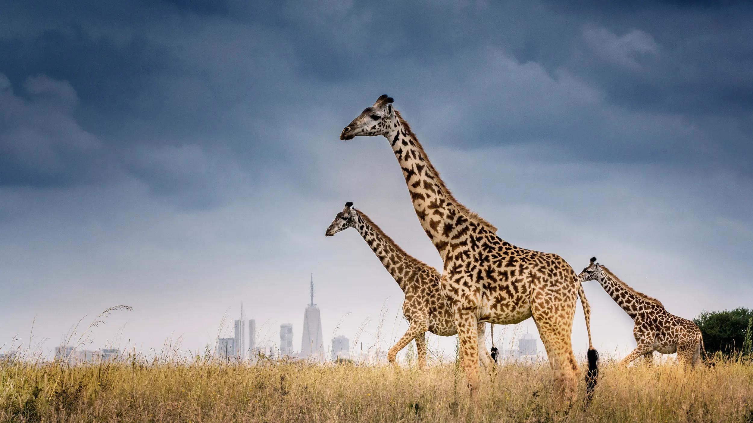Beautiful scenic view of three giraffe walking in front of the iconic backdrop of the skyline of Nairobi taken from Nairobi National Park, Kenya.