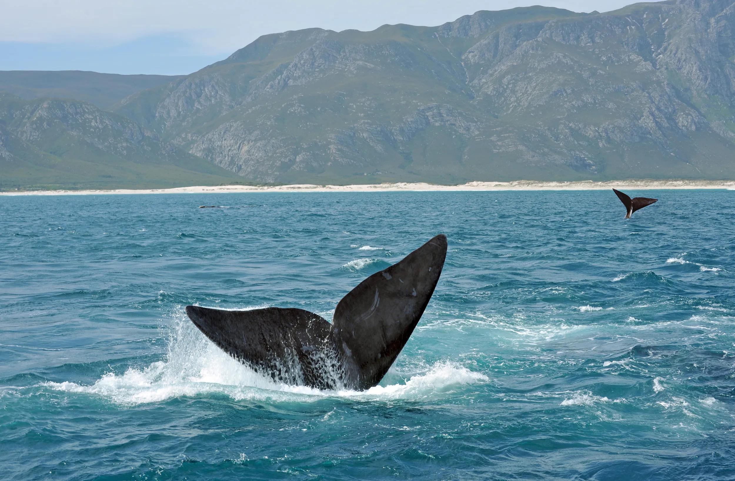 The tail fins (flukes) of Southern Right Whales off the South African coast near Hermanus