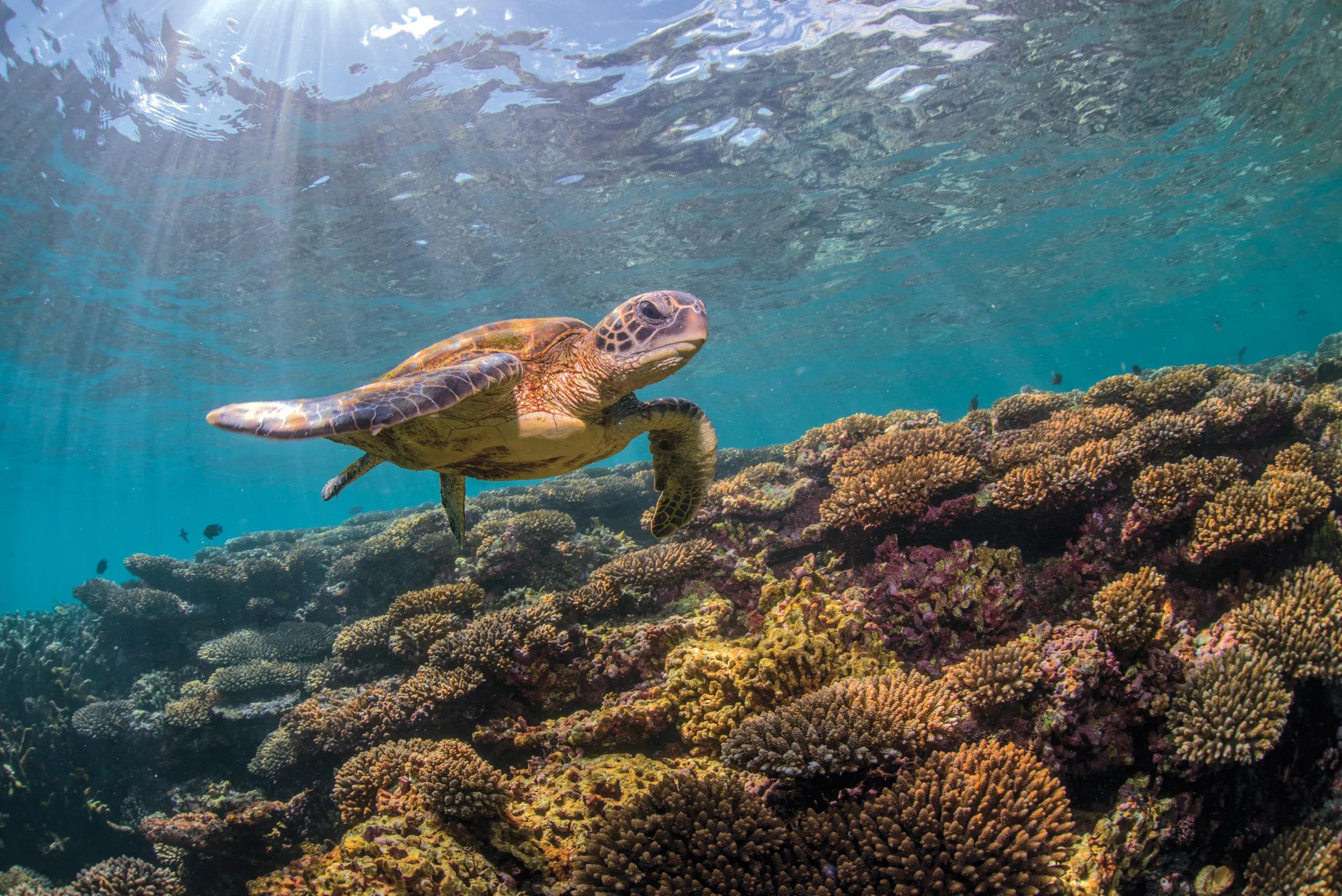 Marine turtles photographed on the beautiful Ningaloo Reef of western Australia.