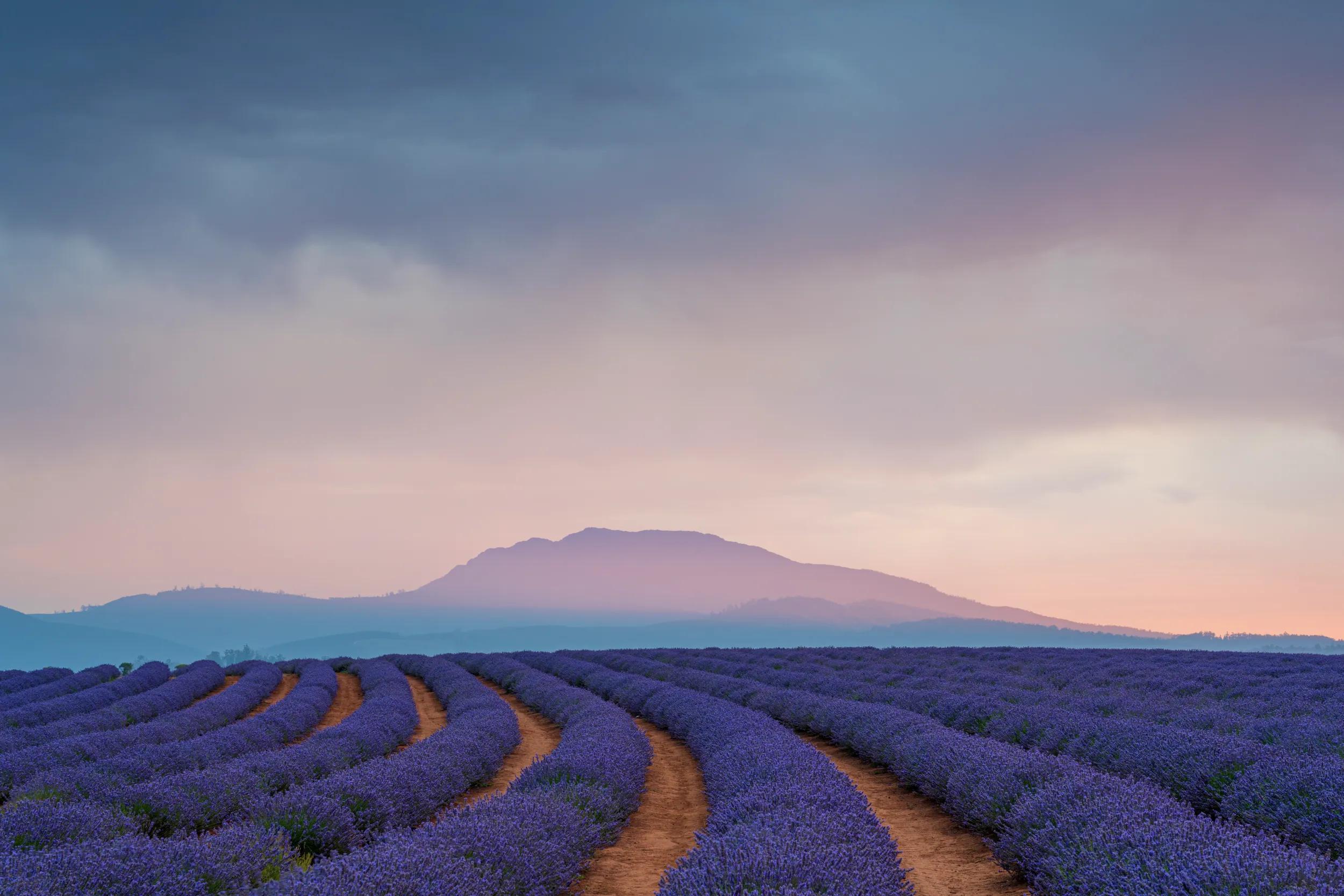 Bridestowe Lavender Estate, at Nabowla, Tasmania is considered one of the State's most spectacular vistas during flowering in December and January.